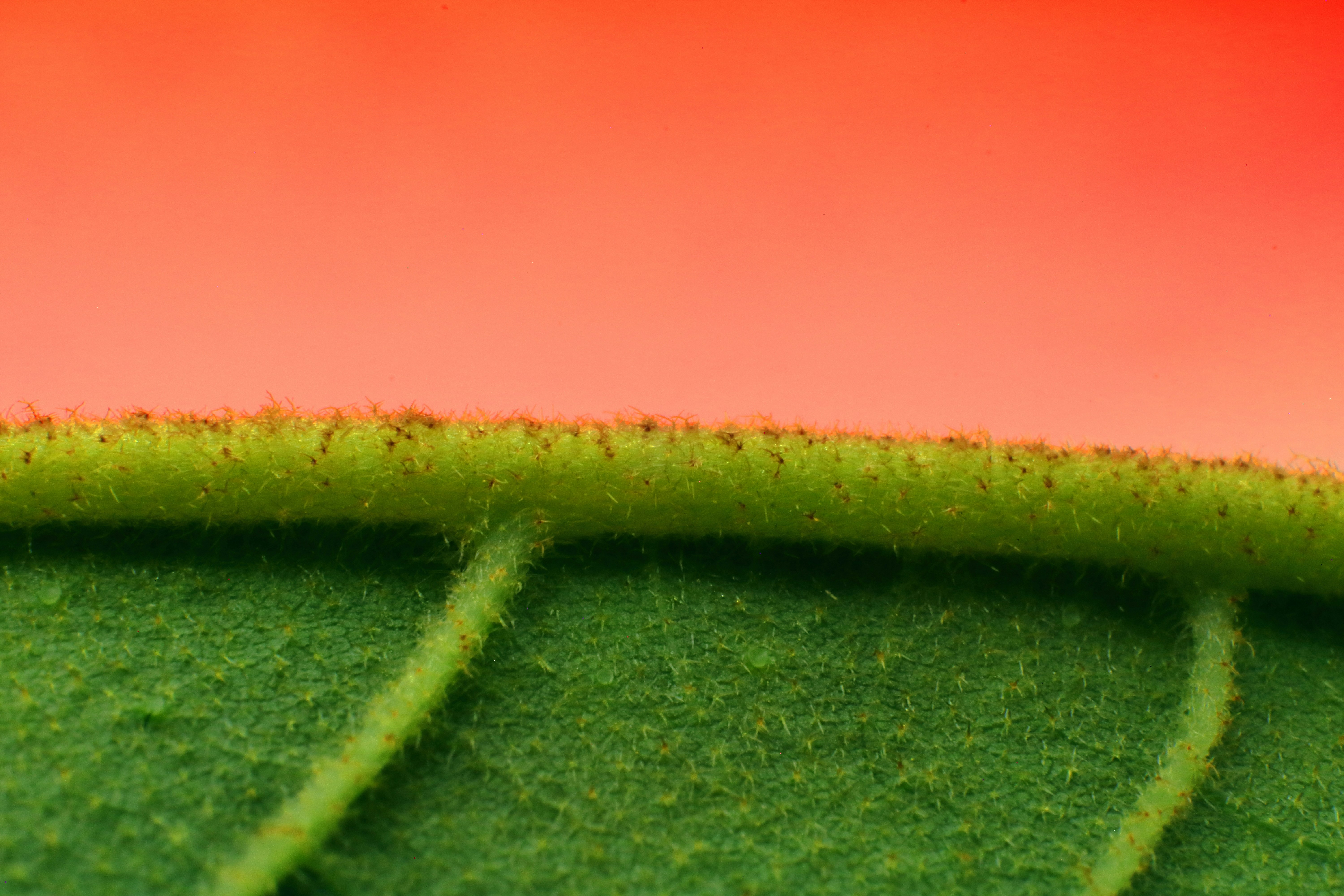 A close up of a green leaf with a red background