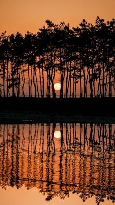 The sun is setting behind the trees in the water