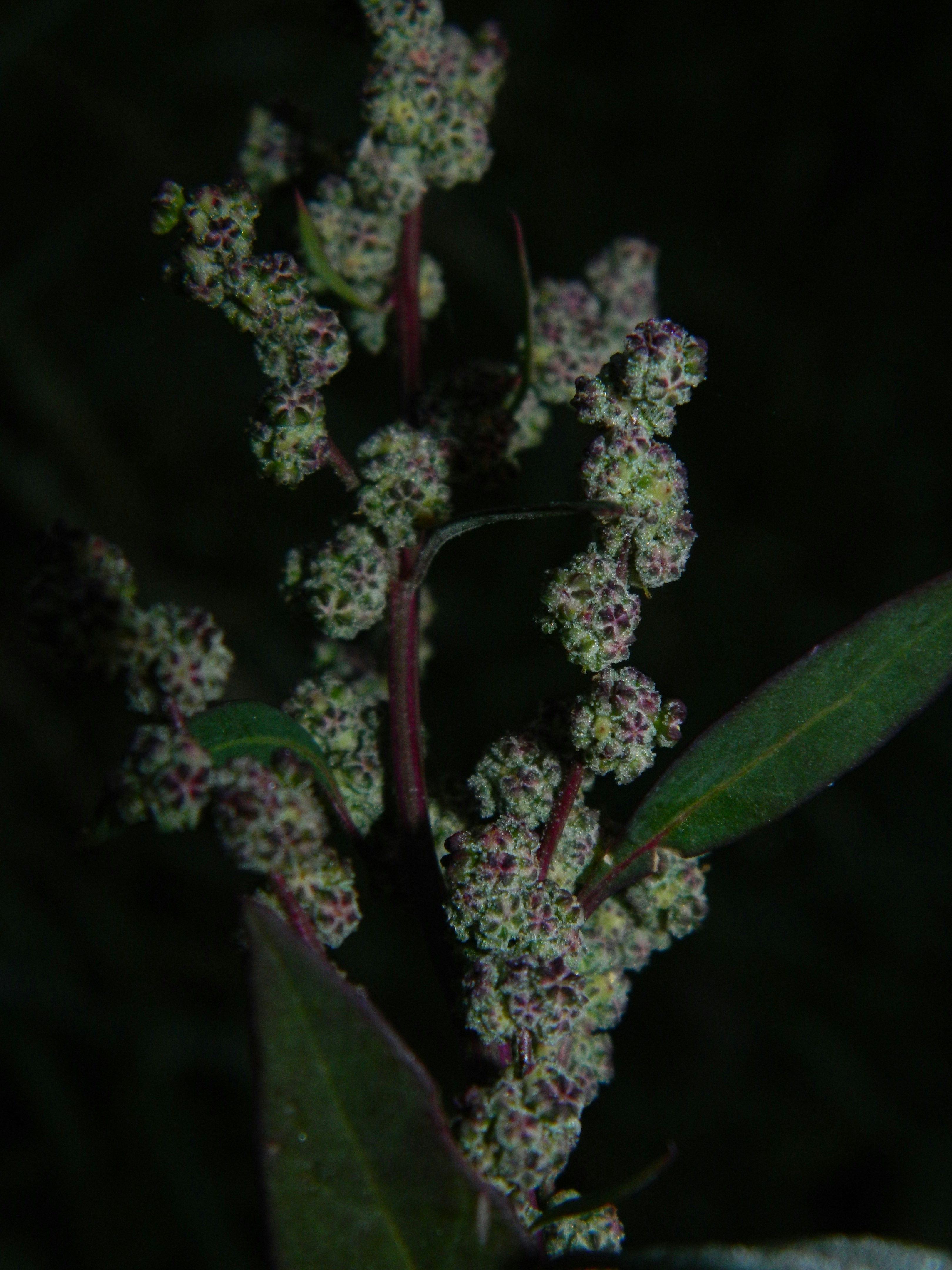 A close up of a plant with small white flowers