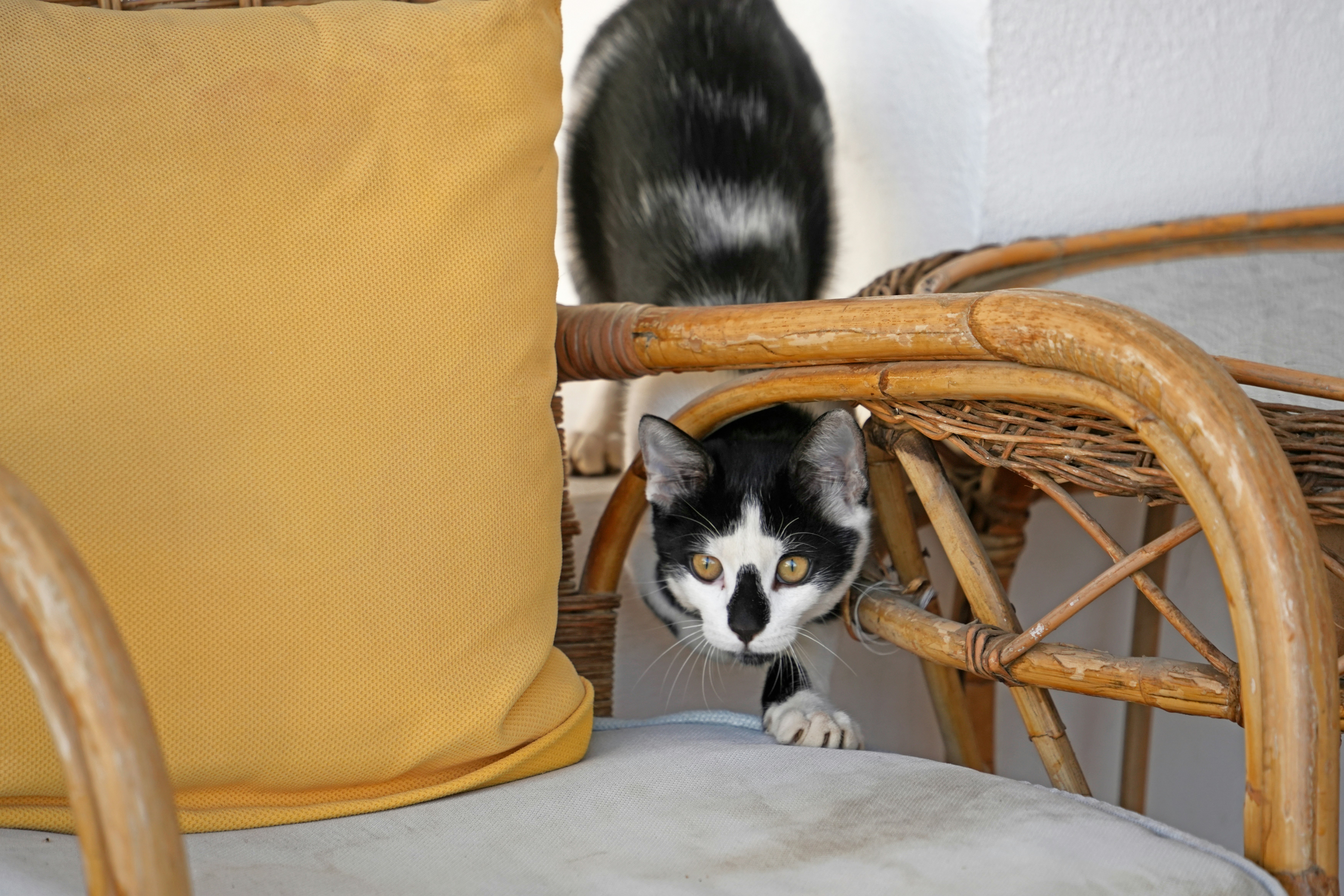 A black and white cat sitting on top of a wooden chair