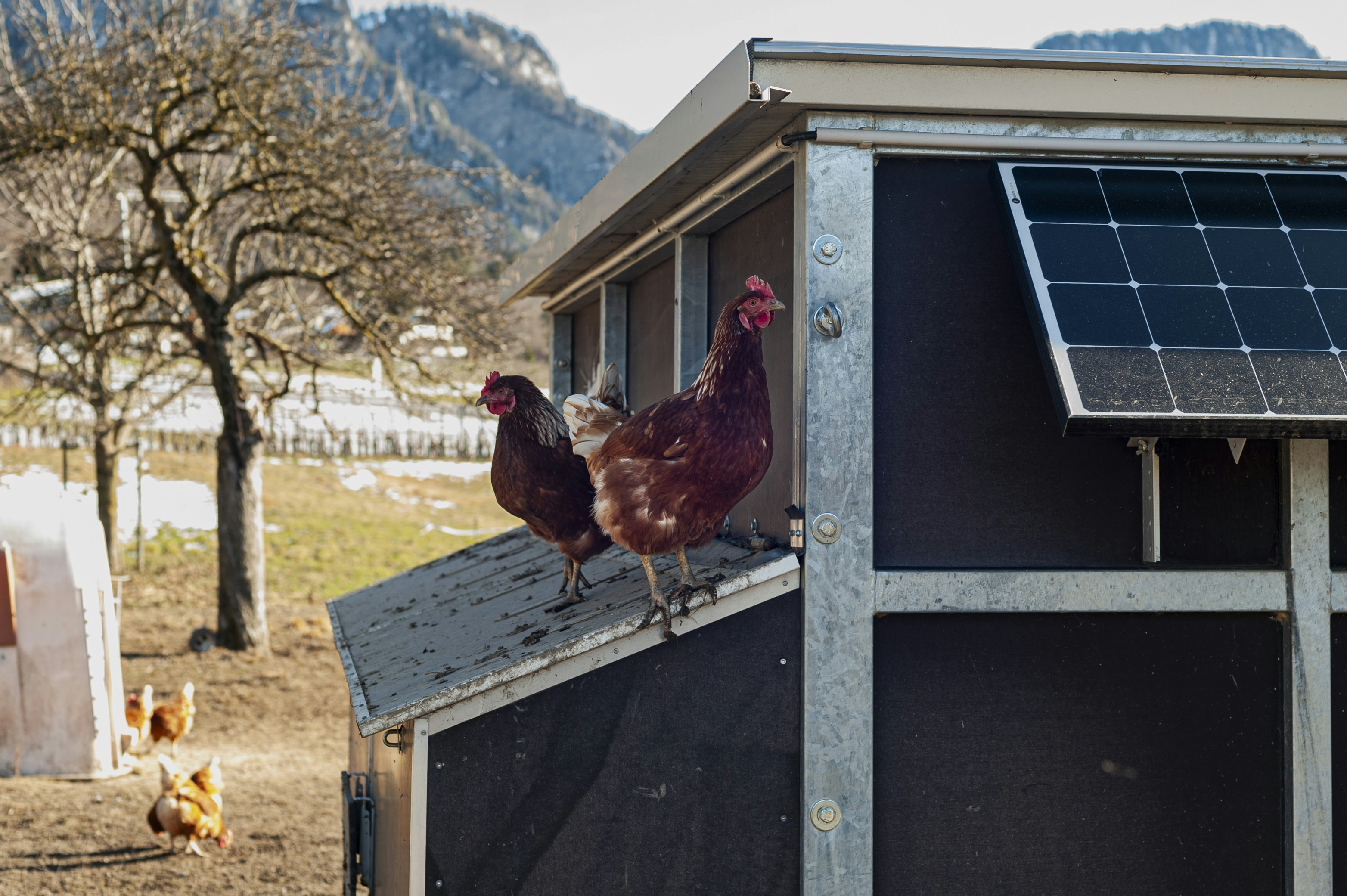 A couple of chickens standing on top of a roof