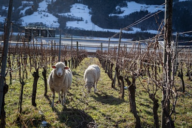 A couple of sheep standing in a field
