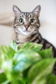 A cat sitting next to a green plant