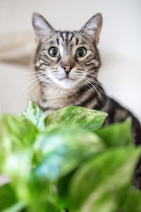 A cat sitting next to a green plant