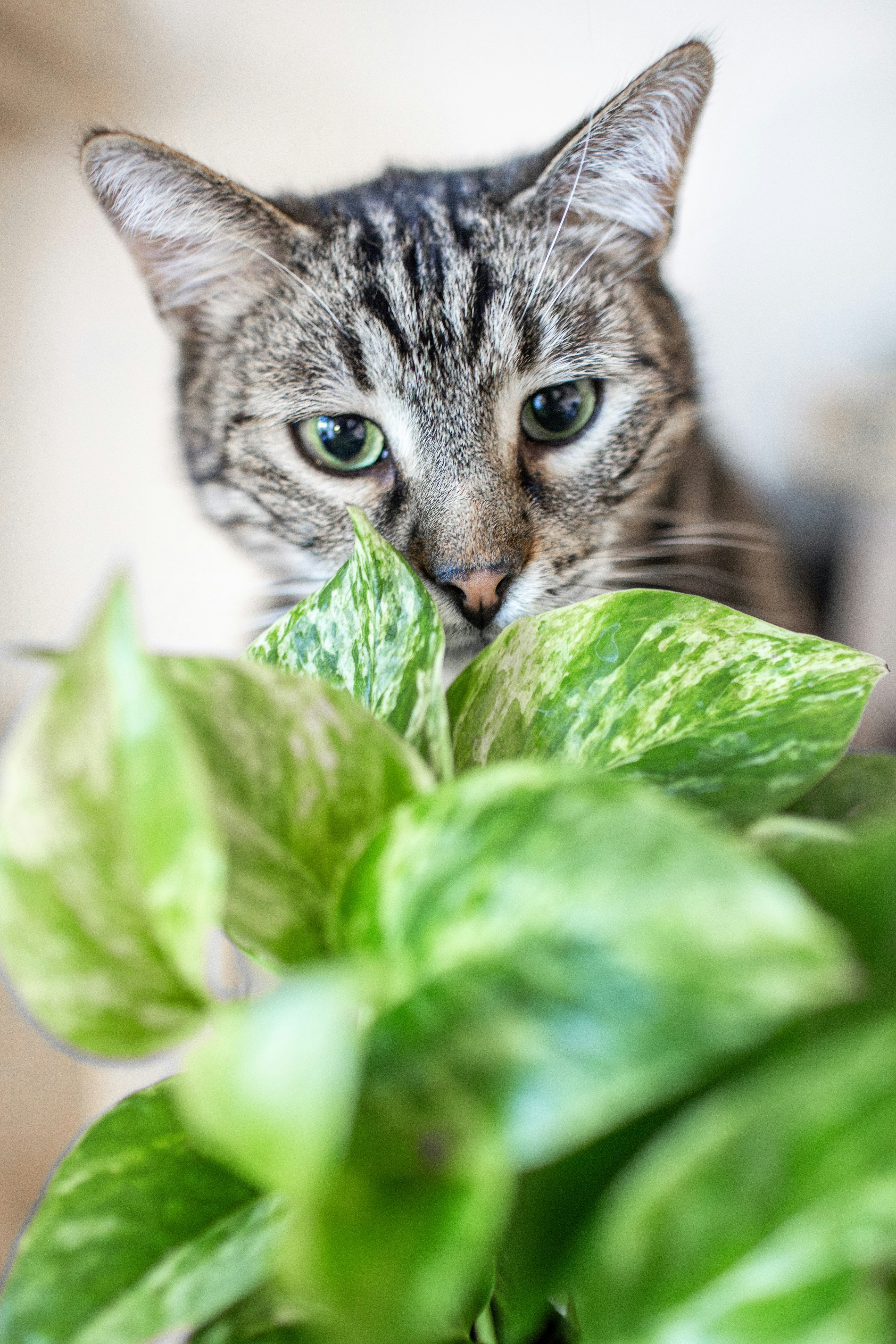 How Cats Observe and Memorize Their Territory (image credits: unsplash)