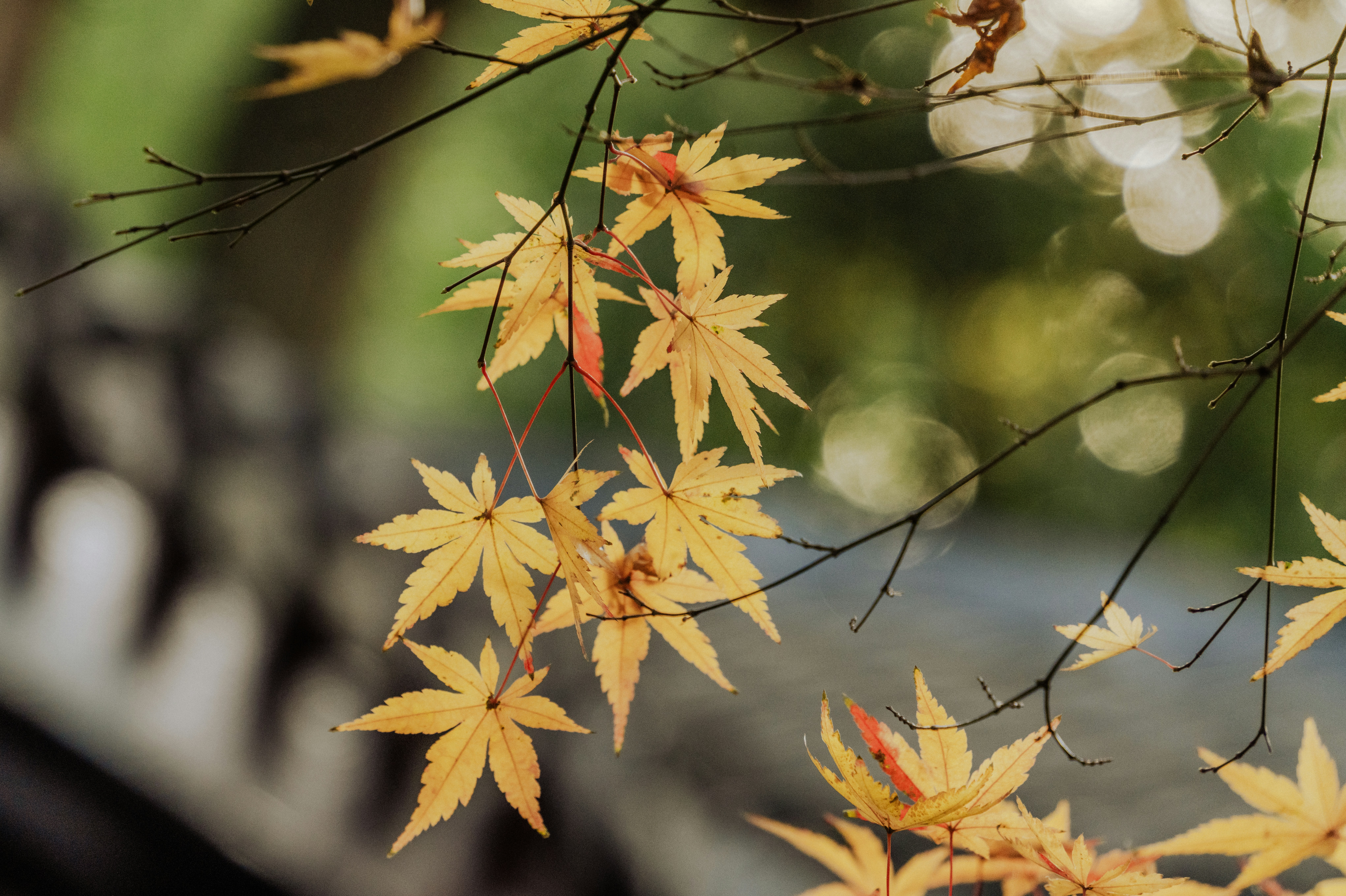 Photo by zhenyao_photo