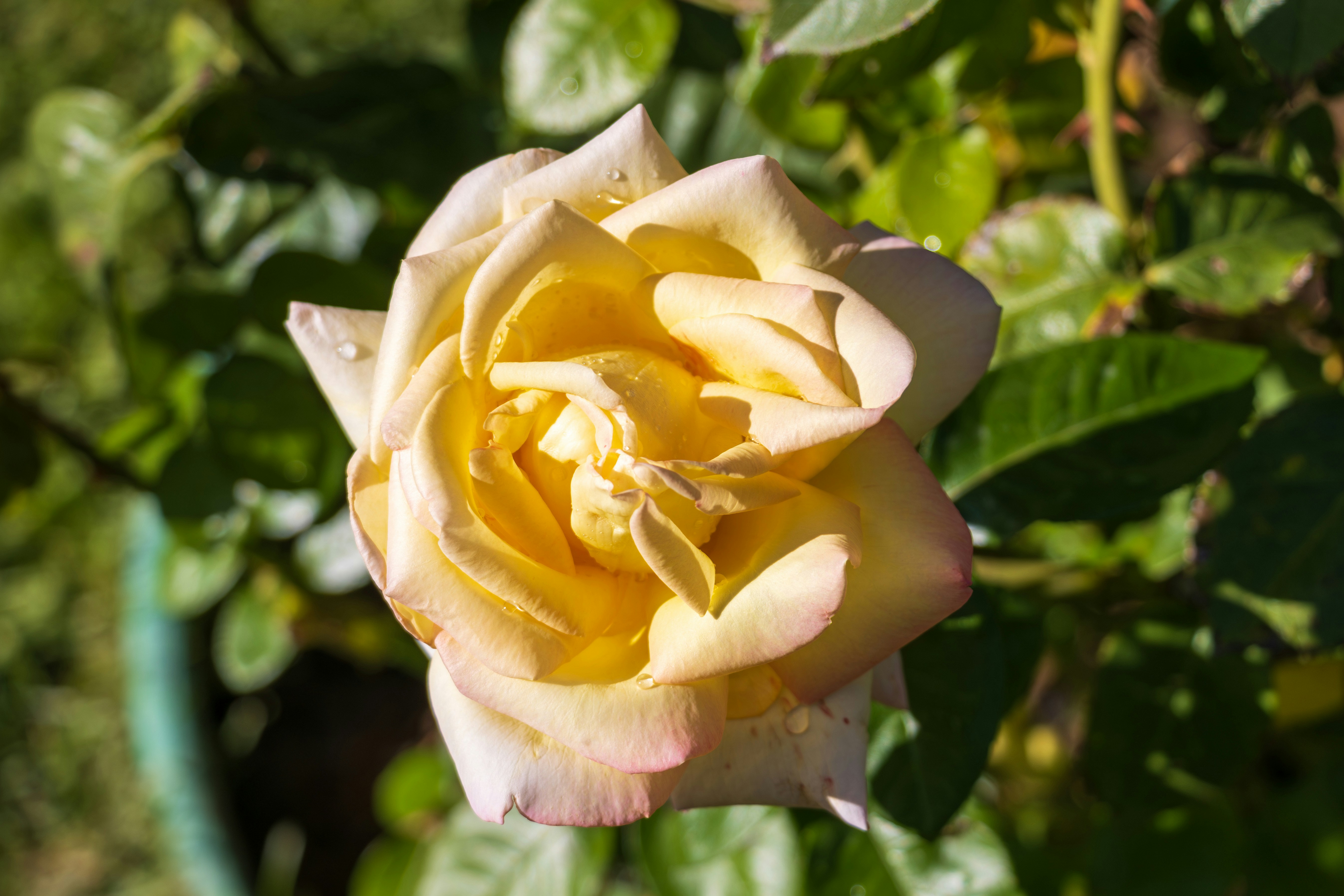 Photo by mechaowlstudios