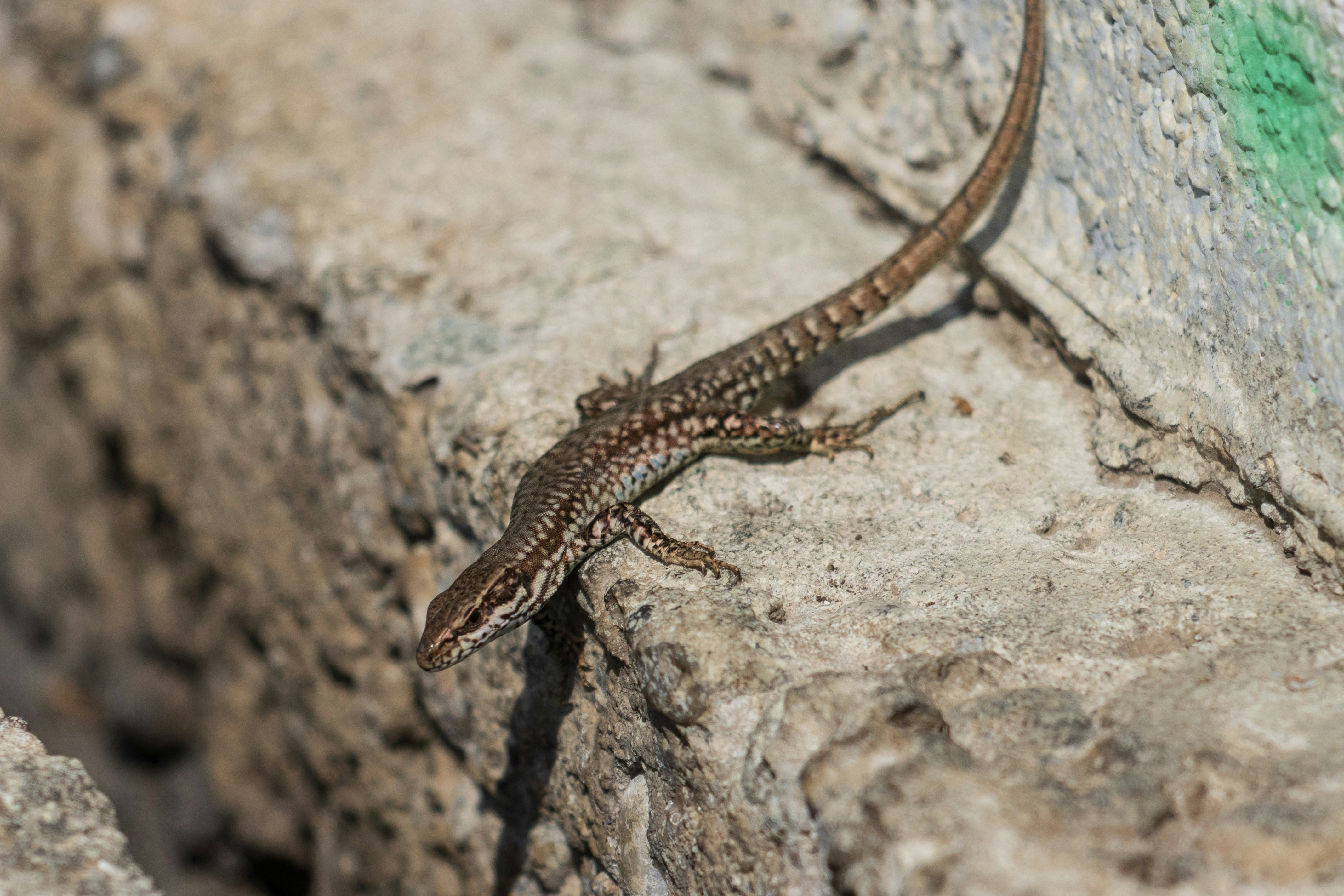 Photo by mechaowlstudios