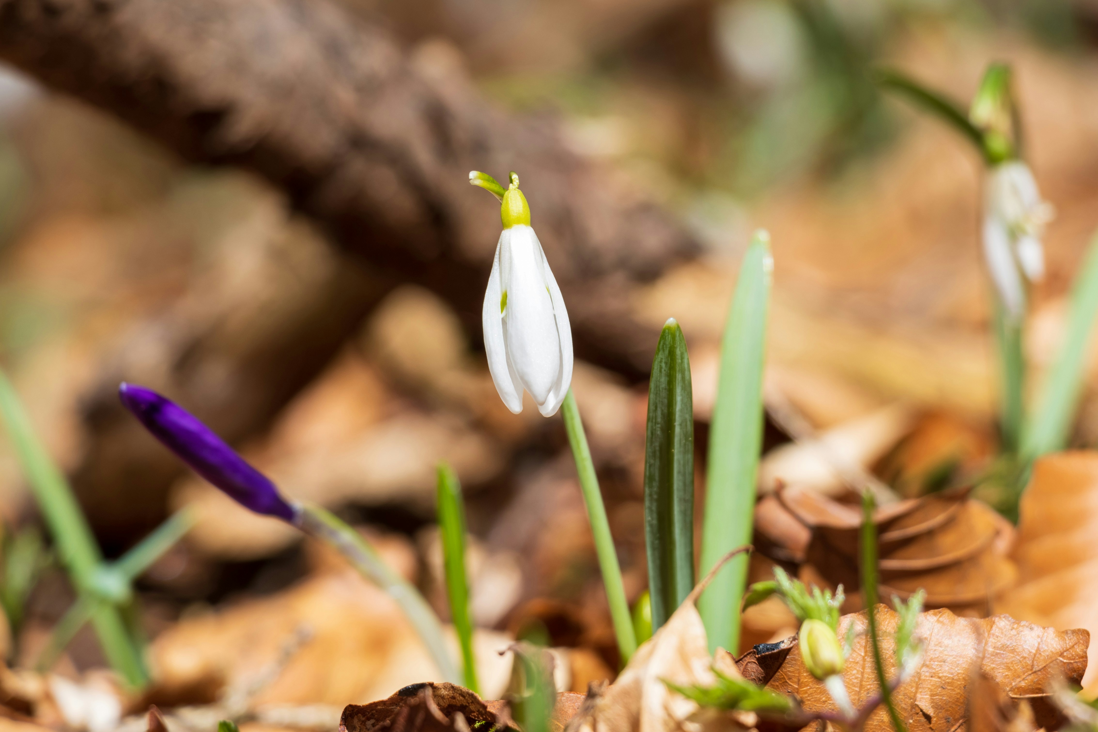 A close up of a flower on the ground