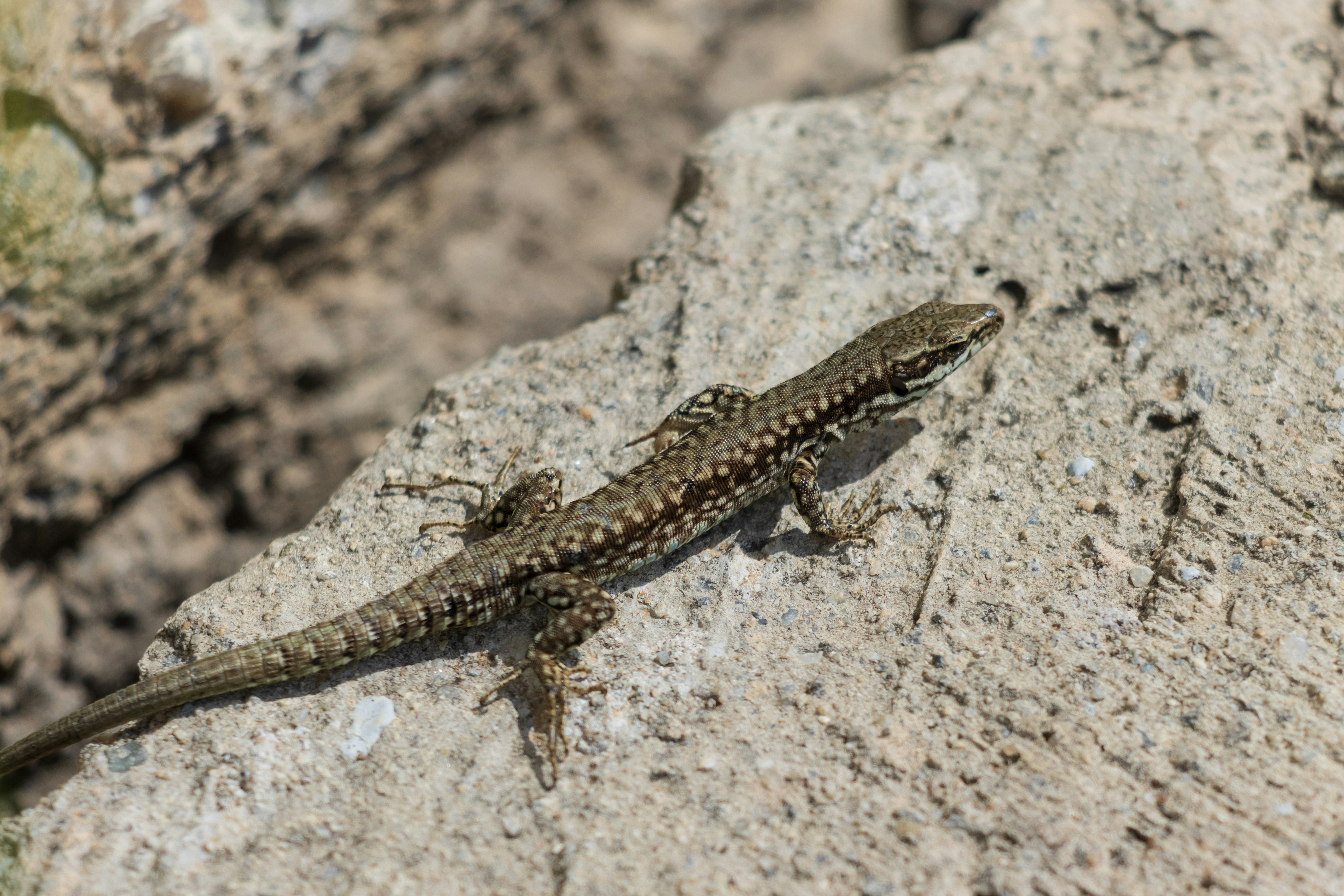 Photo by mechaowlstudios