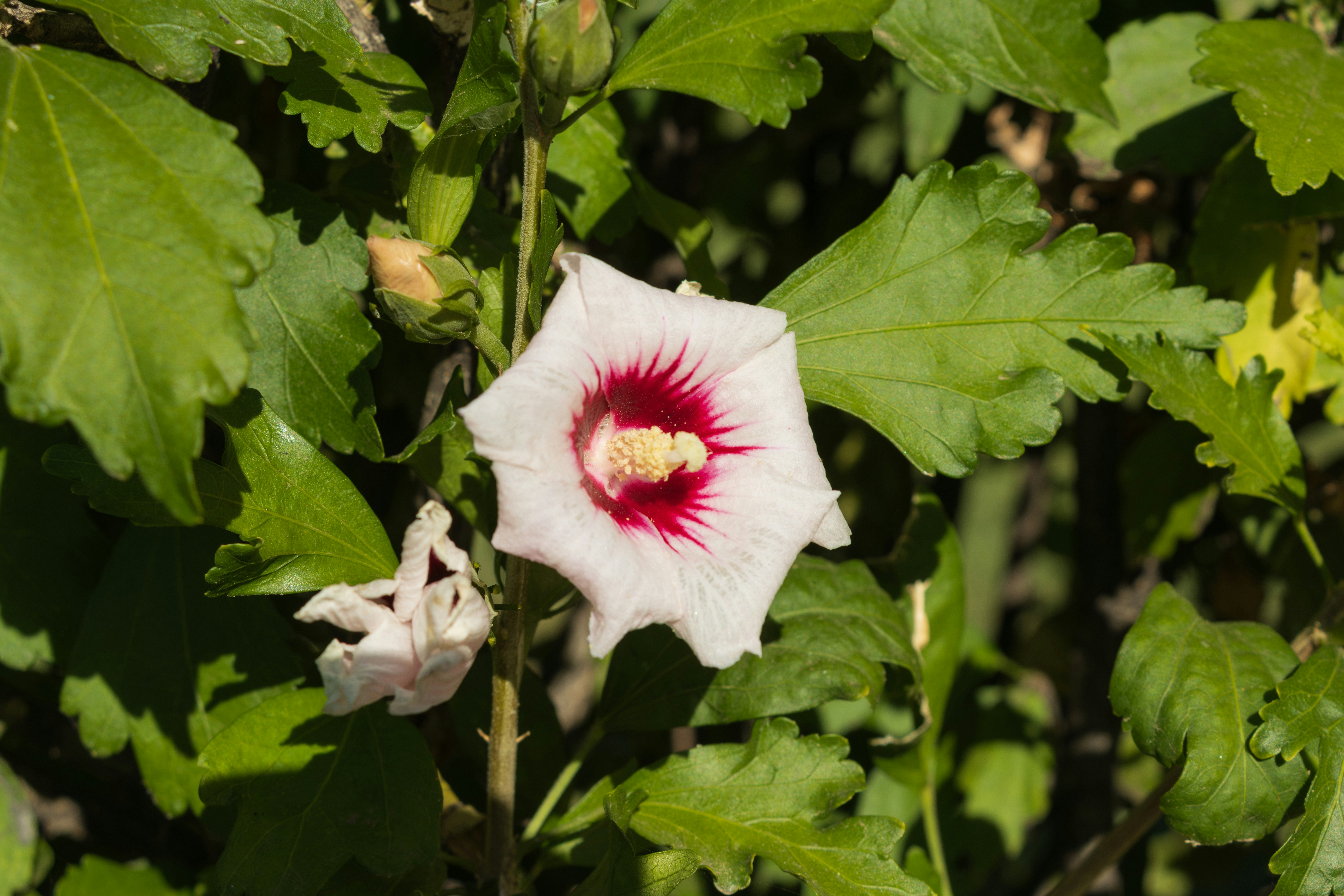 Photo by mechaowlstudios