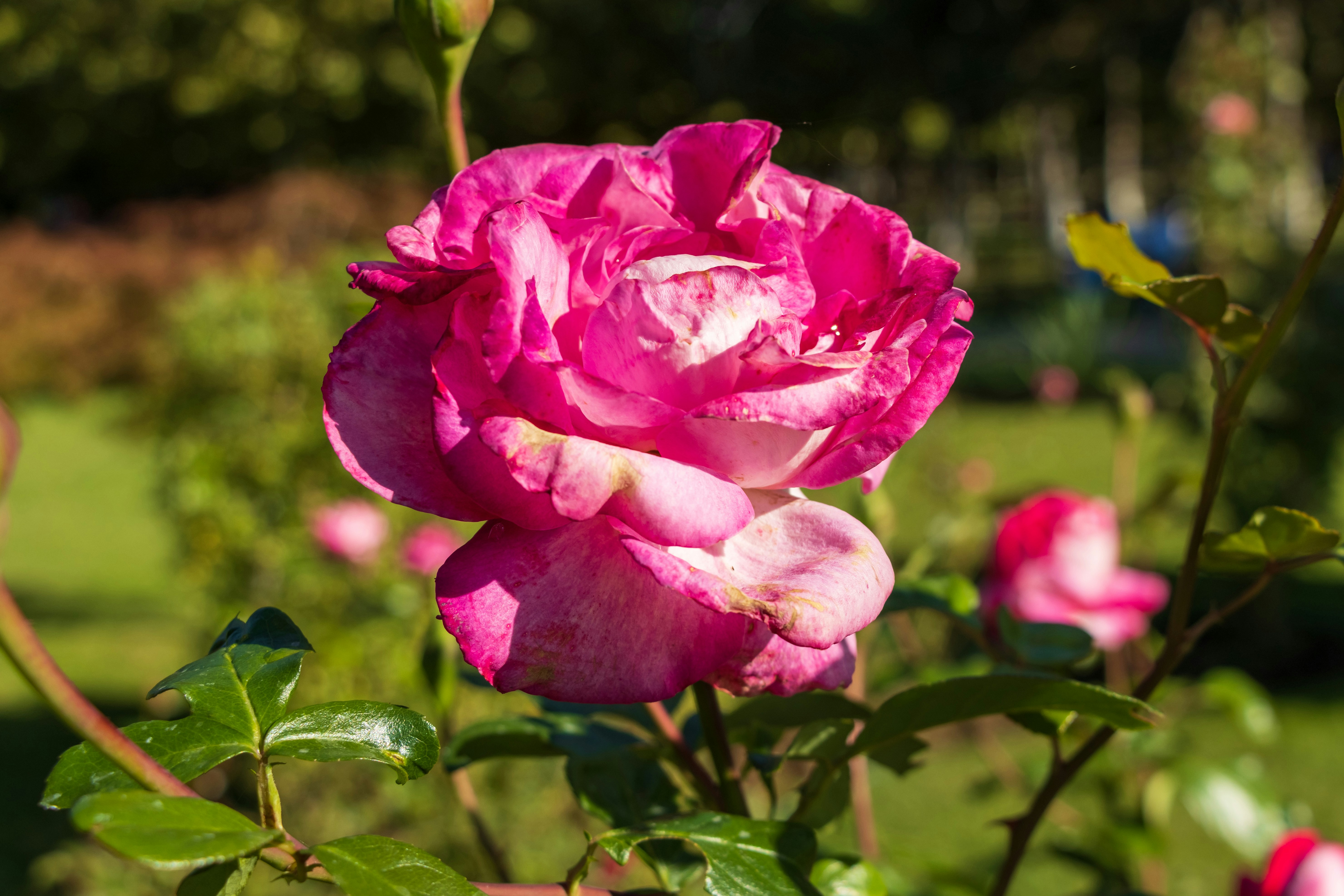 Photo by mechaowlstudios