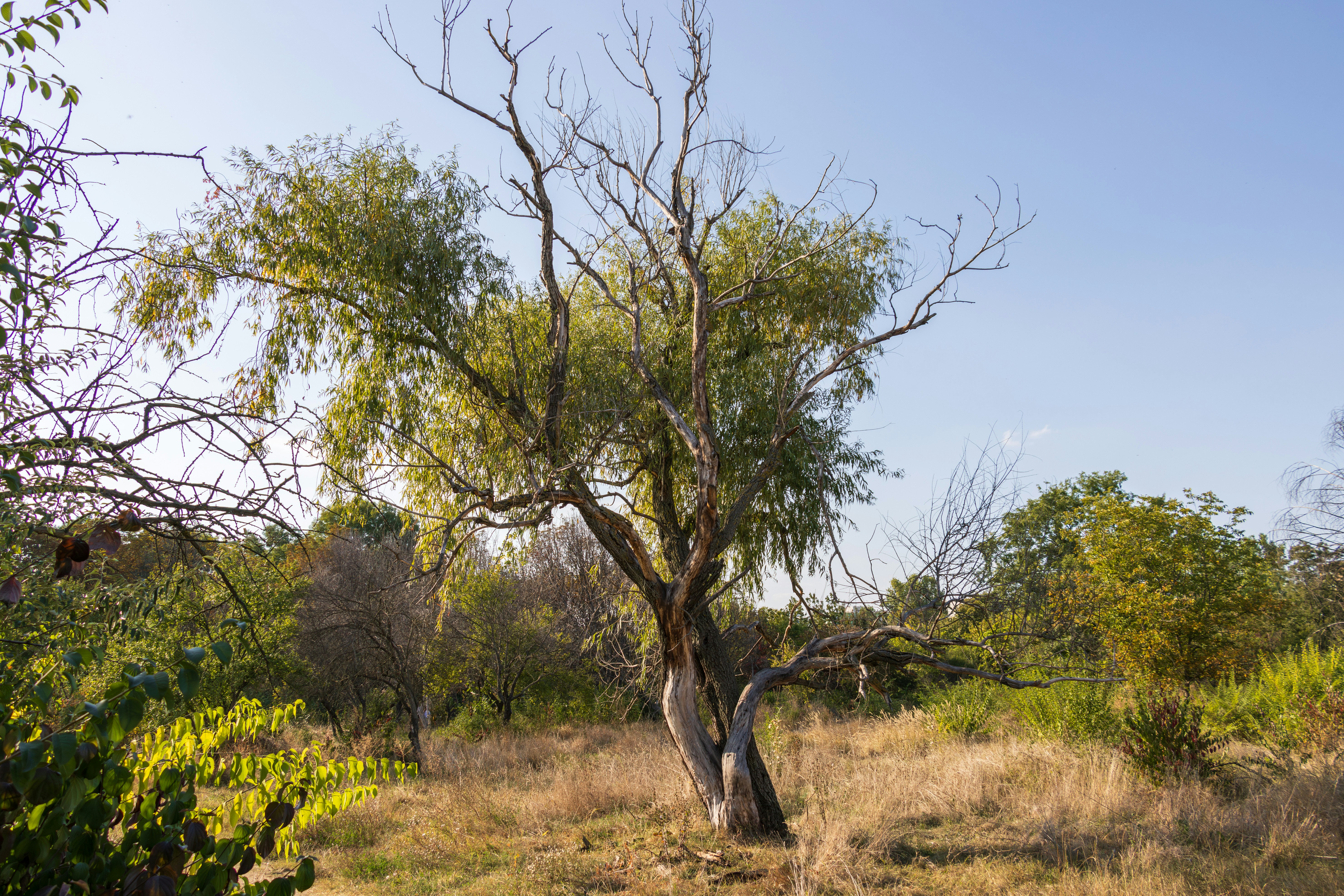 Photo by mechaowlstudios