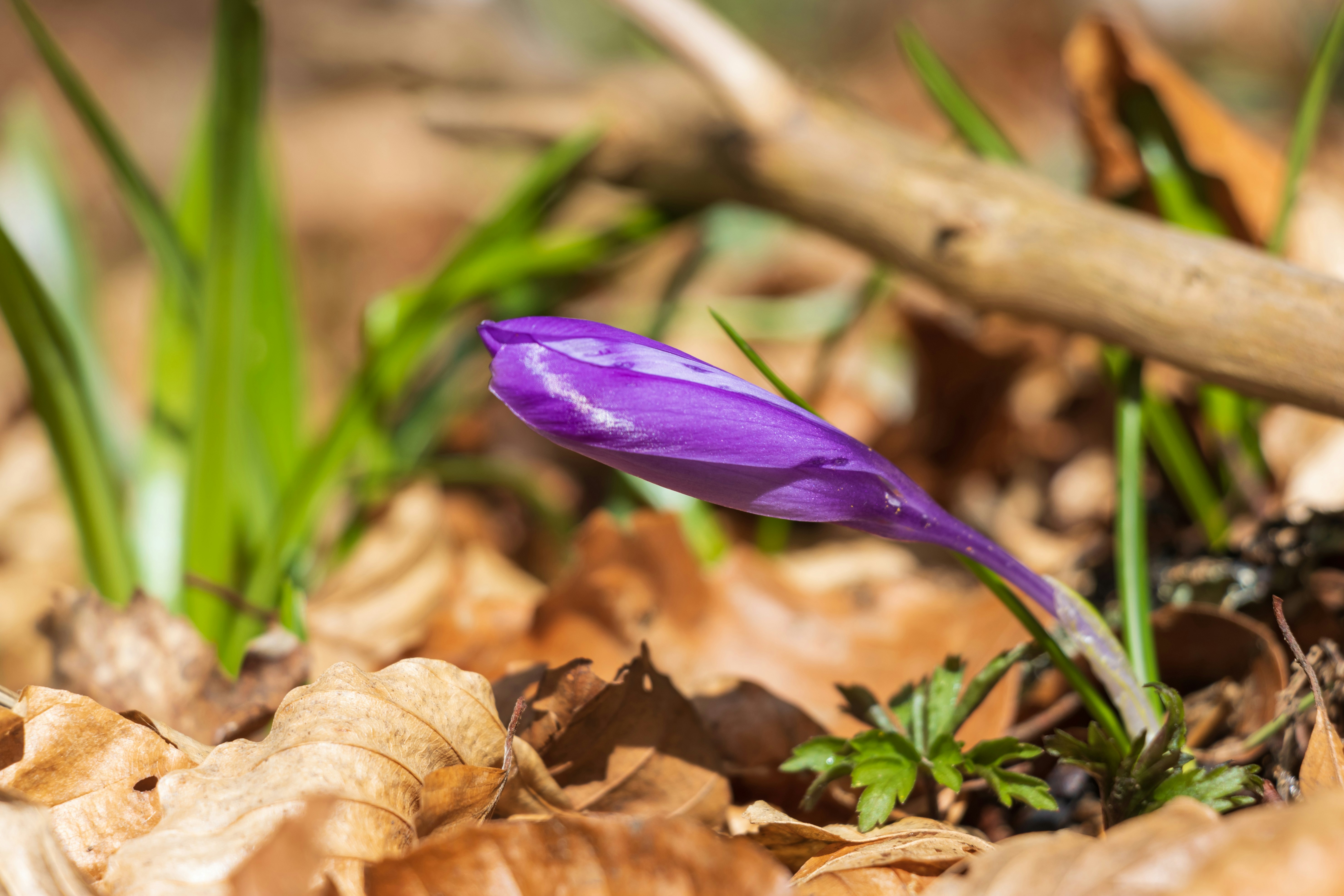 Photo by mechaowlstudios