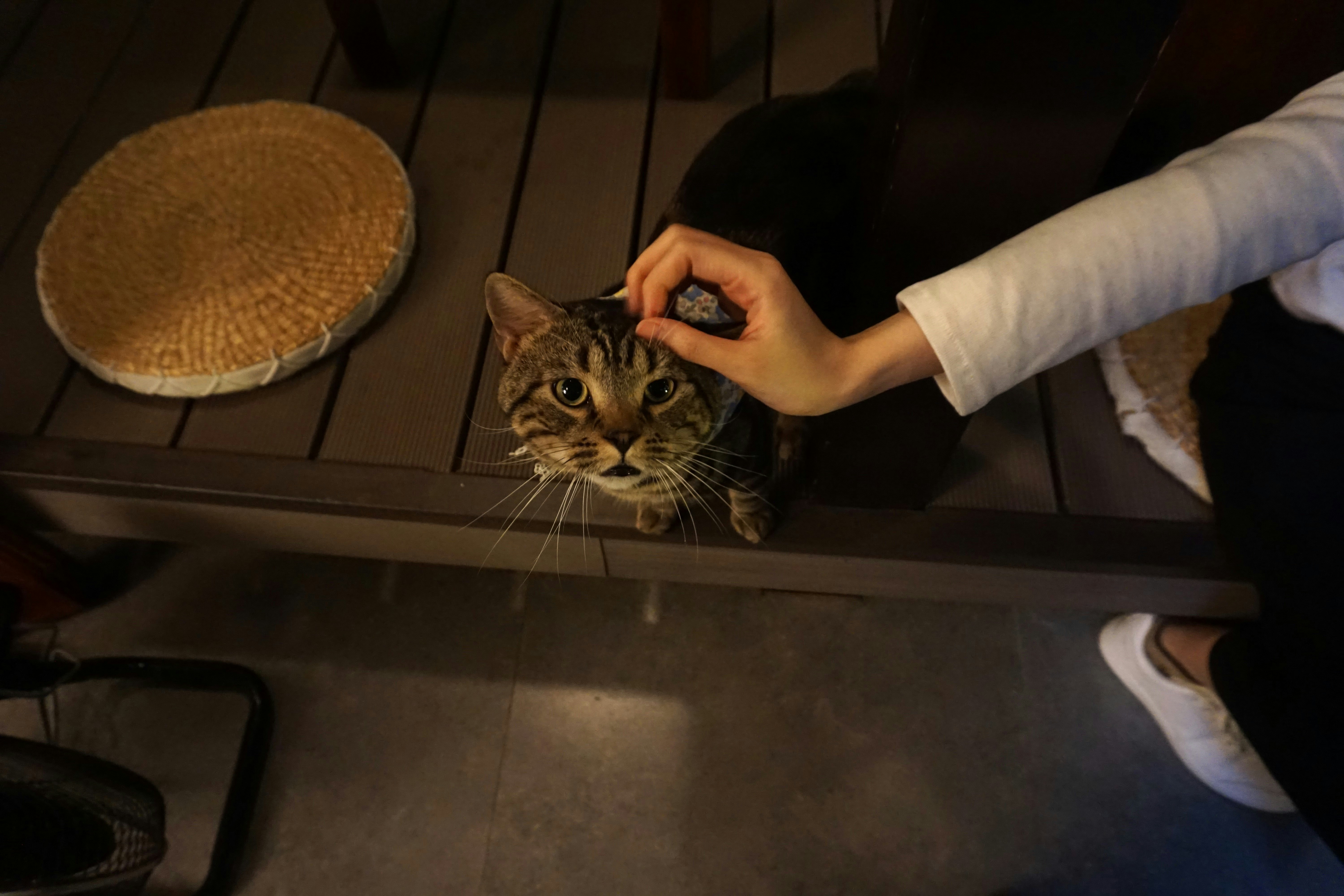 A person petting a cat on the nose