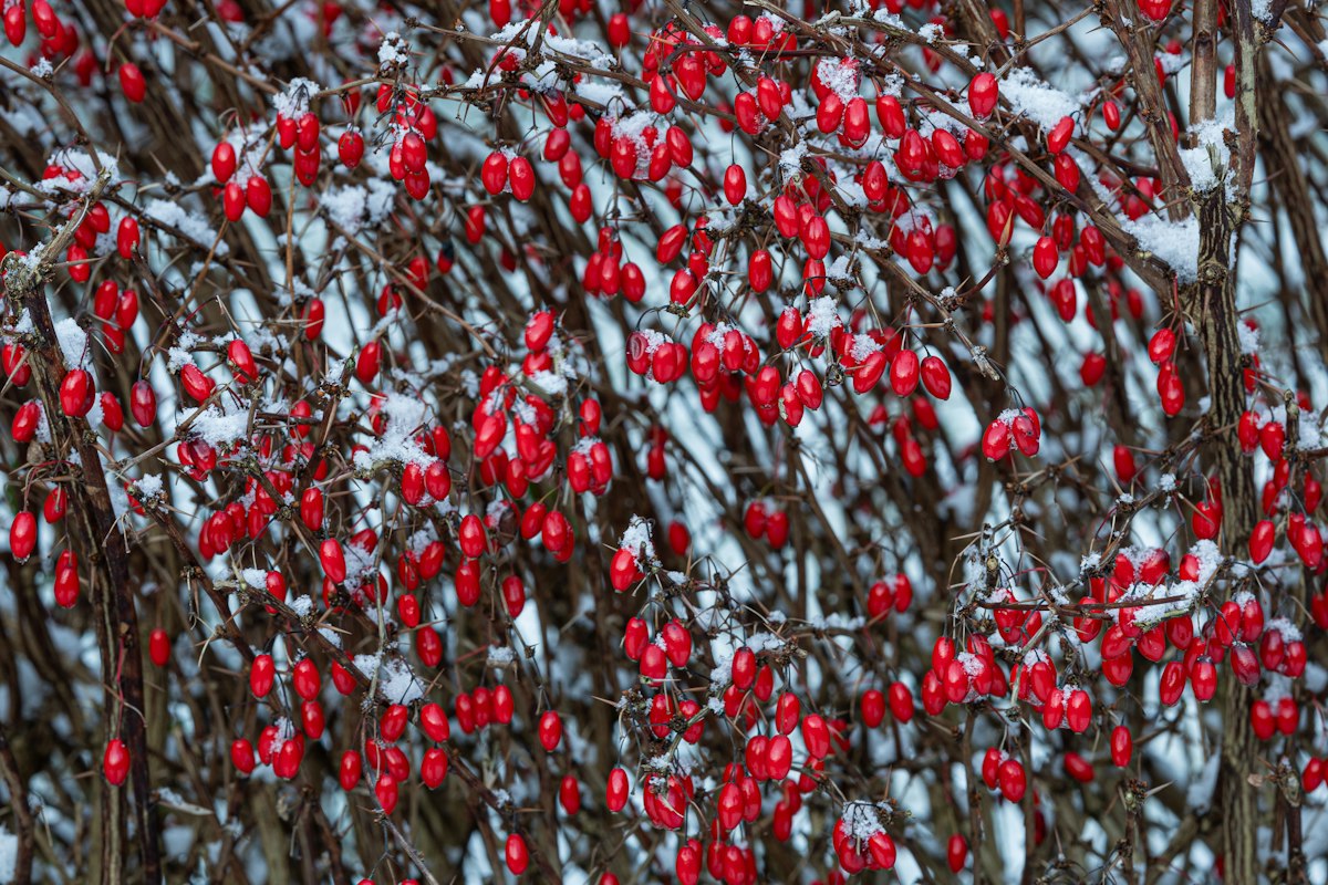 Barberry (Berberis vulgaris), which berberine is extracted from