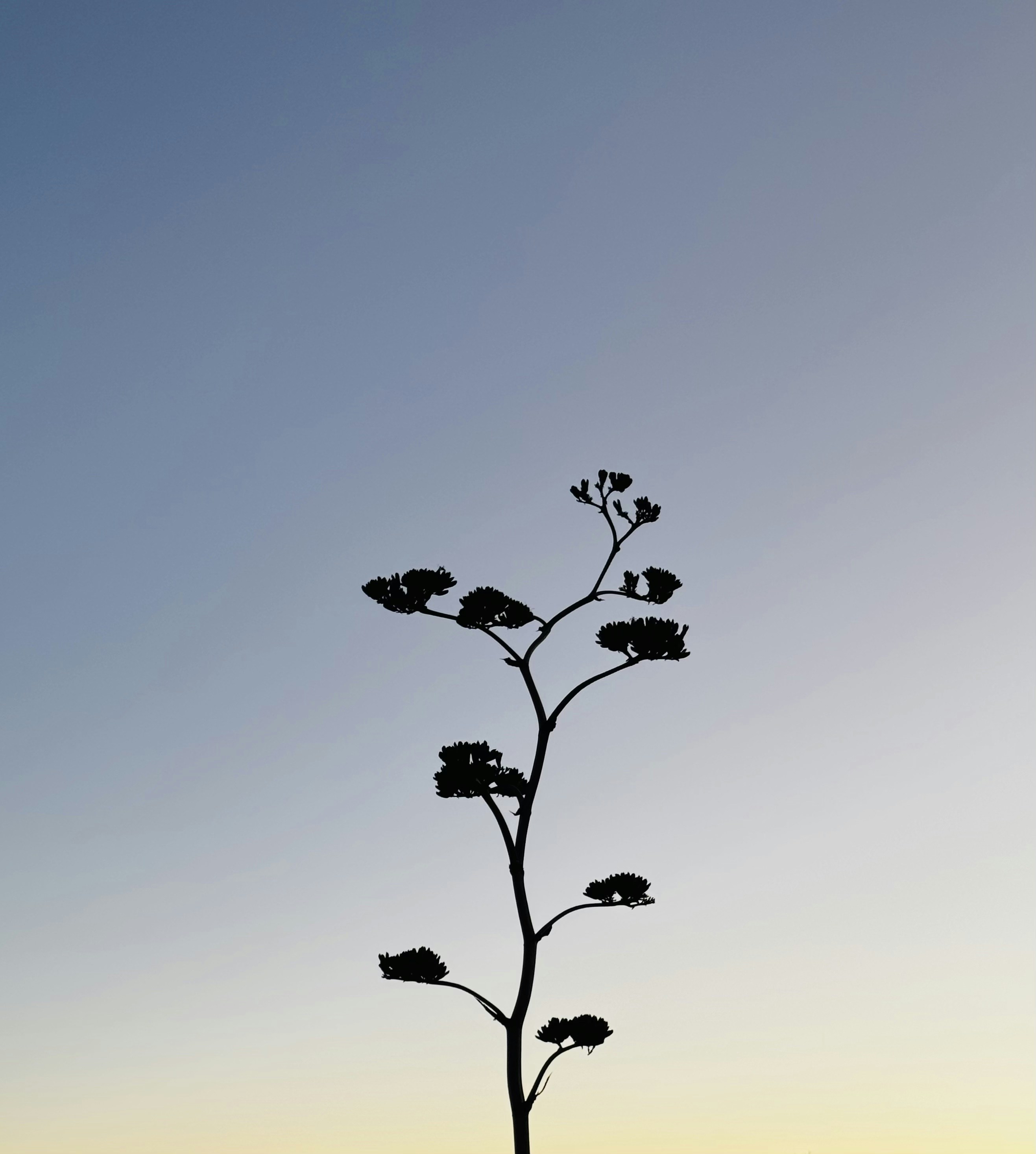 A silhouette of a plant against a blue sky