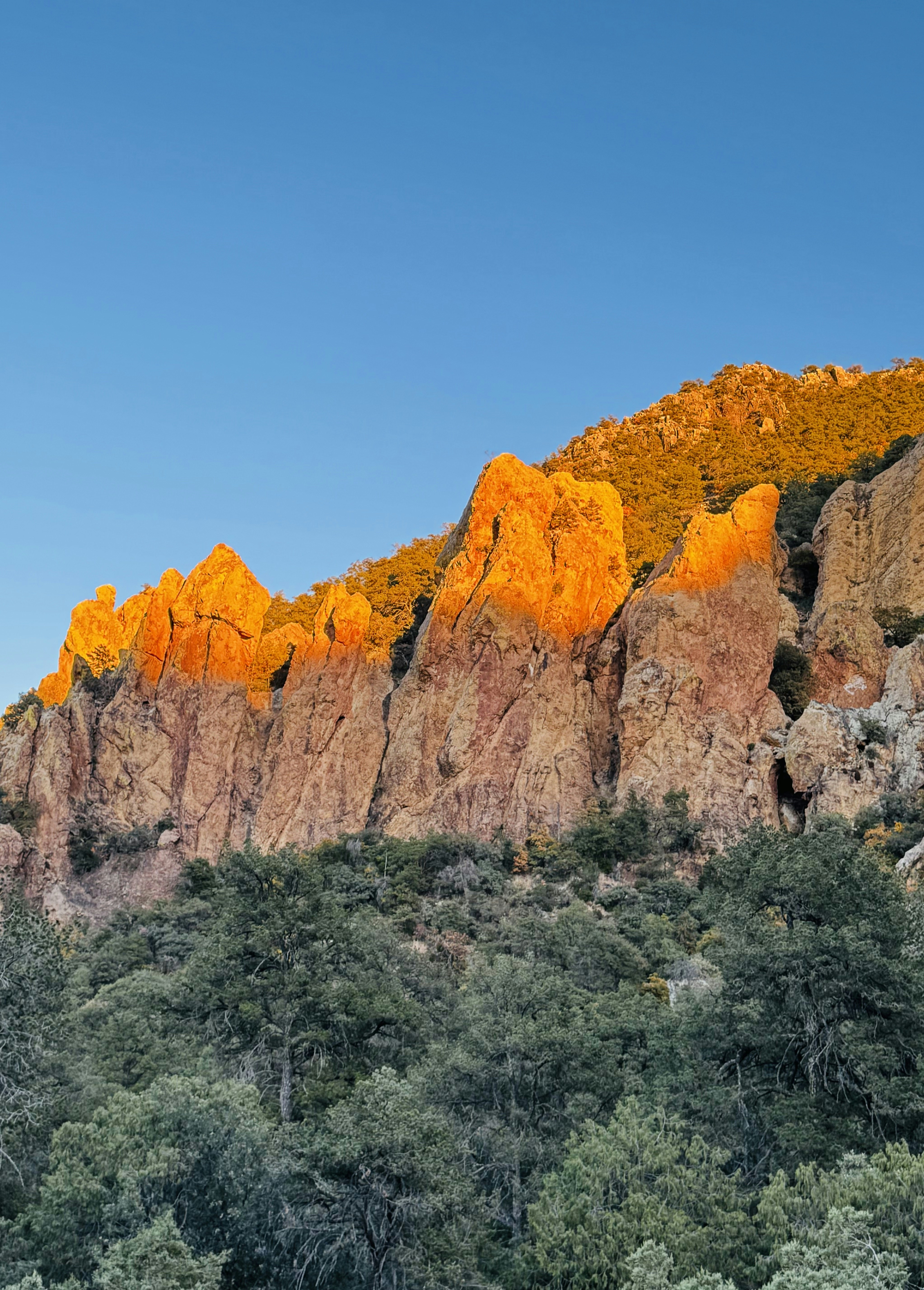 A mountain covered in lots of trees under a blue sky