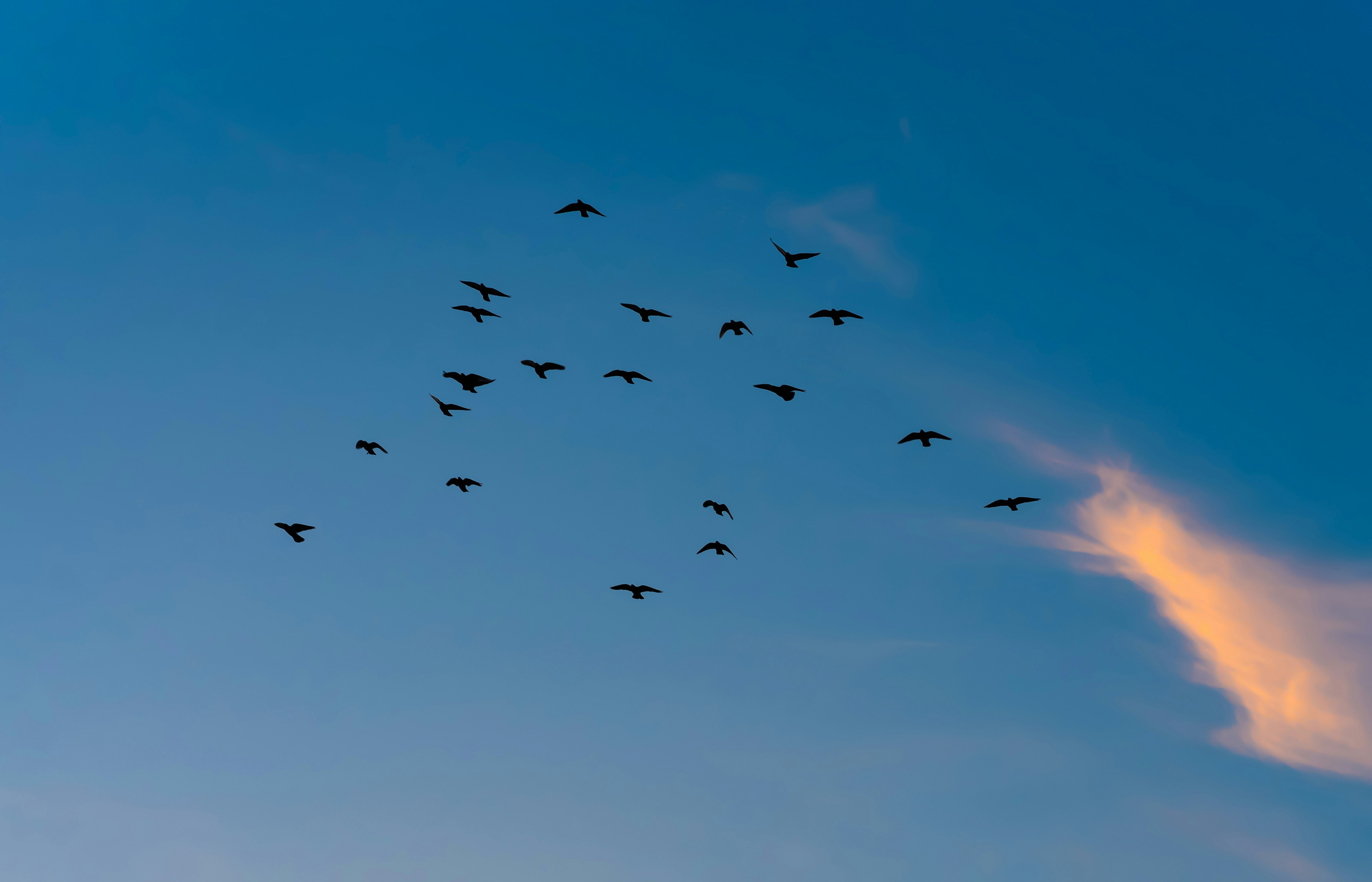 A flock of birds flying through a blue sky