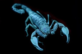 A scorpion is glowing blue in the dark
