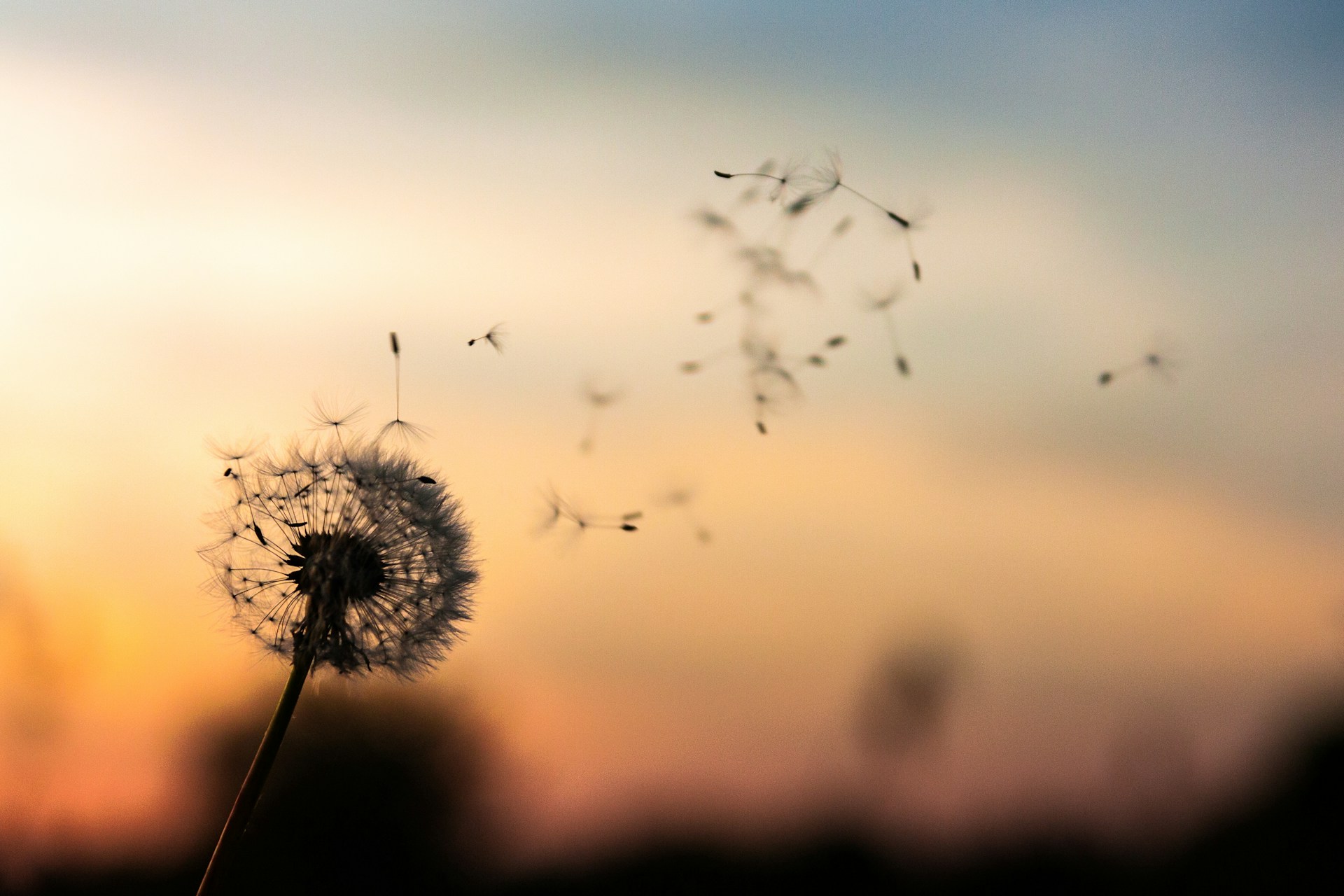 A dandelion blowing in the wind at sunset