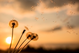 Three dandelions blowing in the wind at sunset