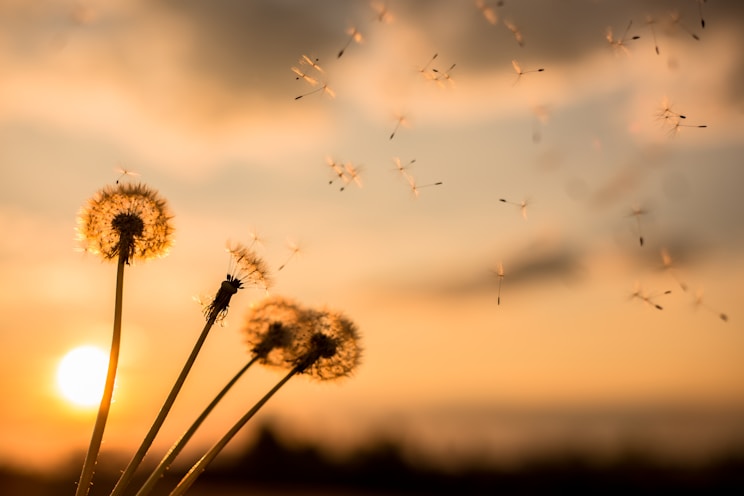 Three dandelions blowing in the wind at sunset