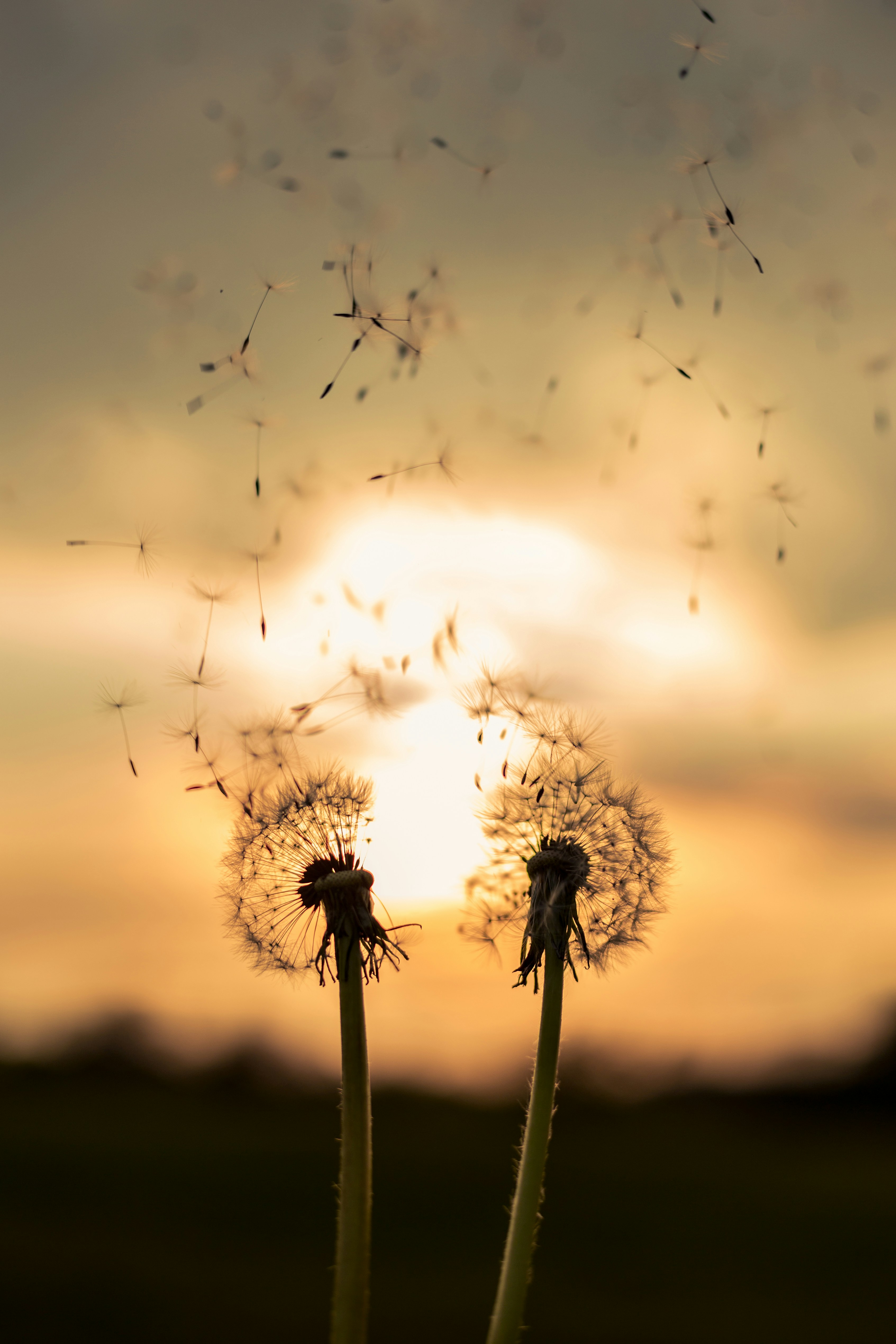 A couple of dandelions blowing in the wind