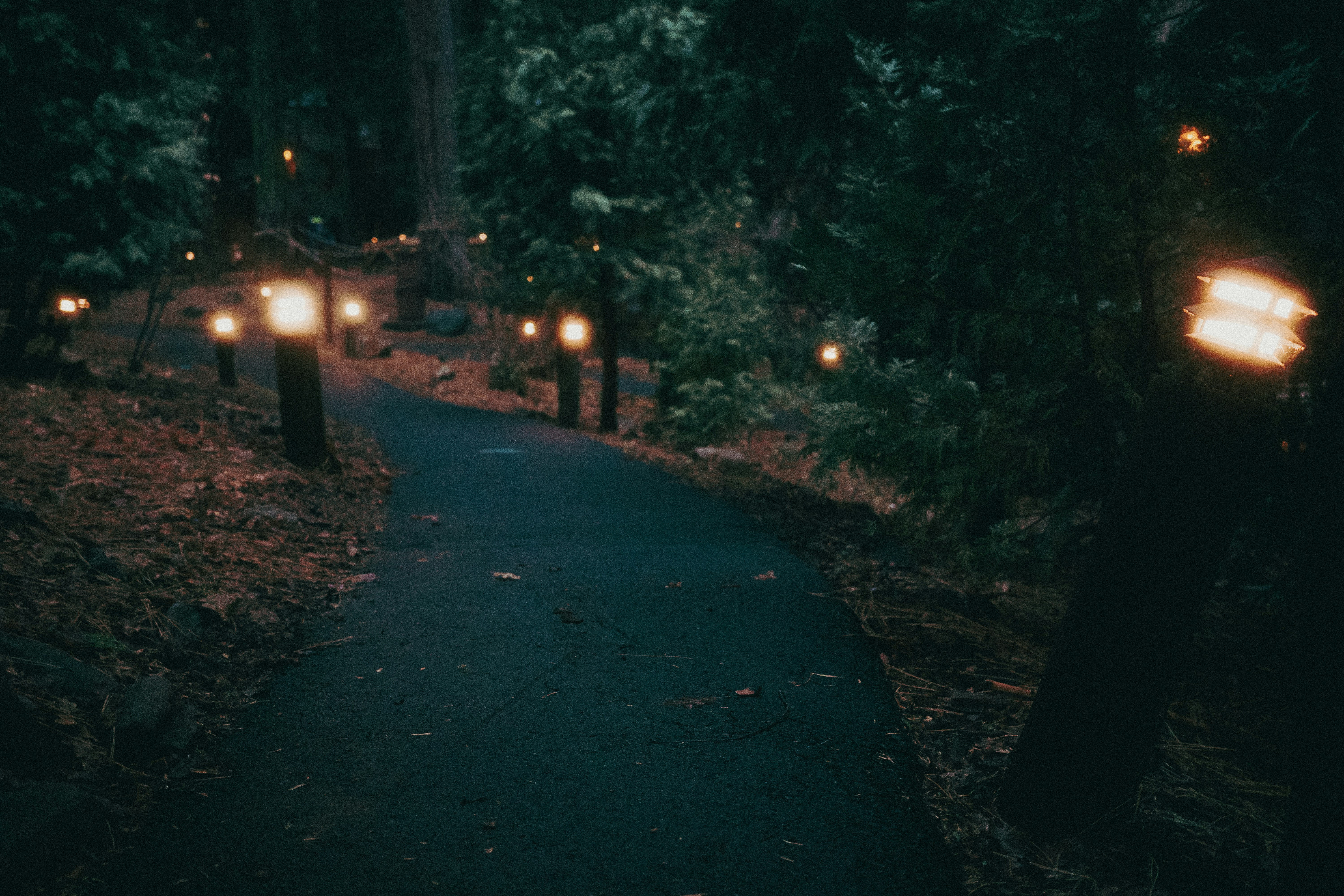 A path in the middle of a forest at night photo – Free City Image on ...
