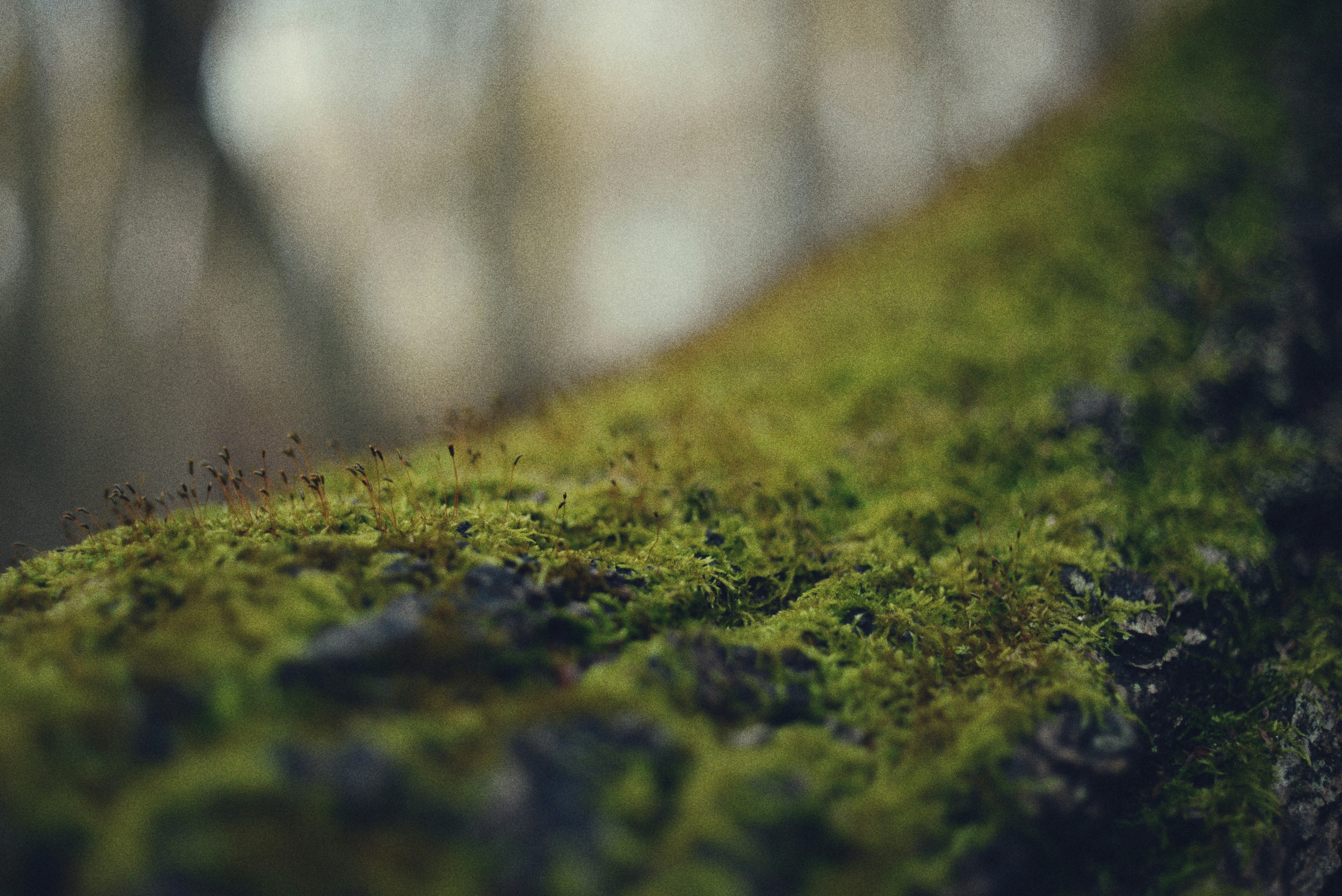 Photo by cherstve_pechivo