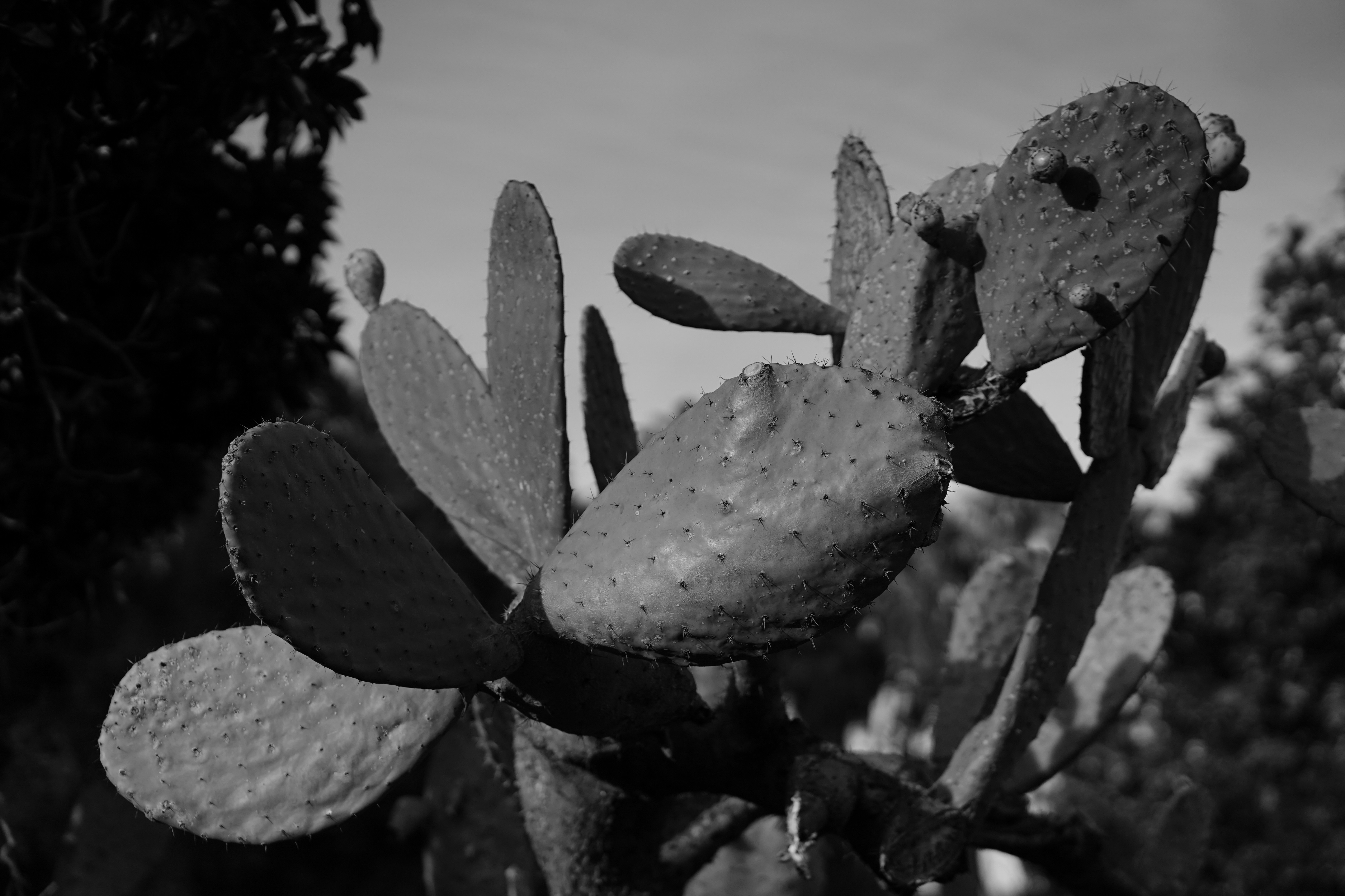 A black and white photo of a flower