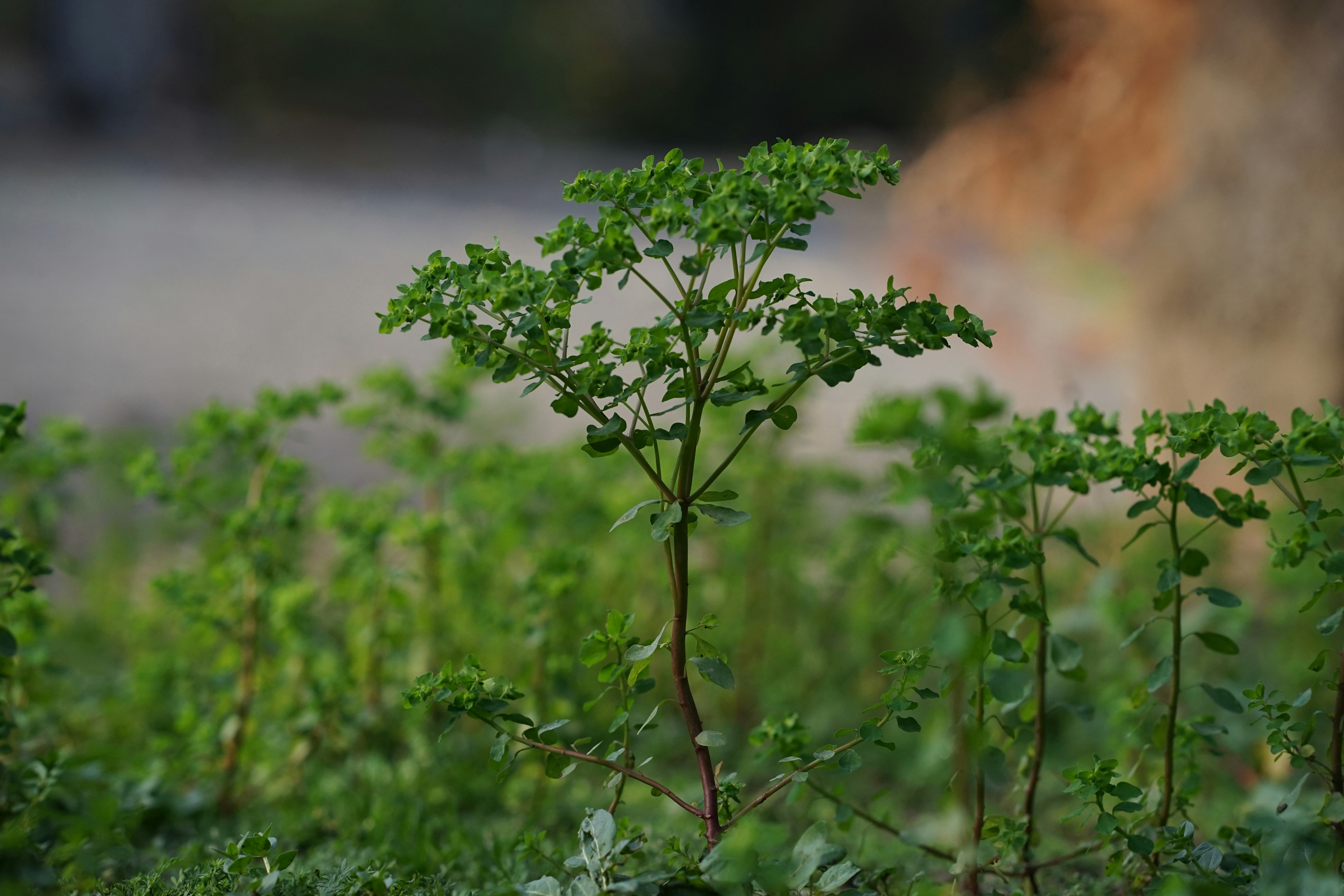 A small tree in the middle of a field