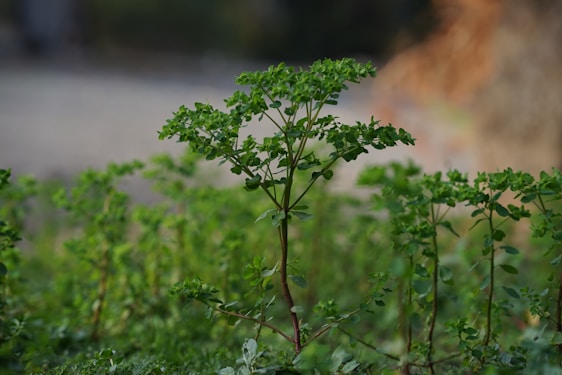A small tree in the middle of a field