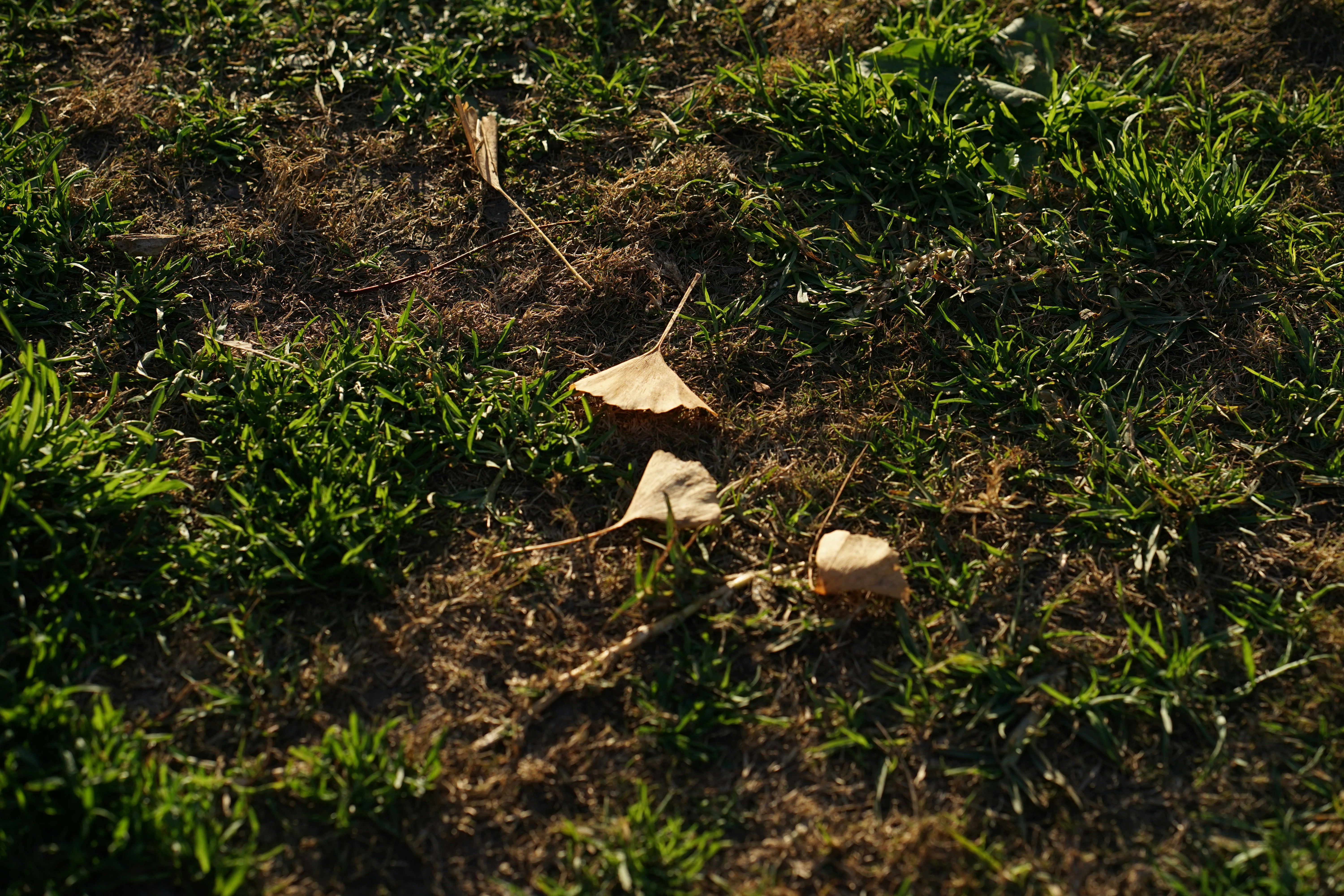 A bird standing on top of a lush green field