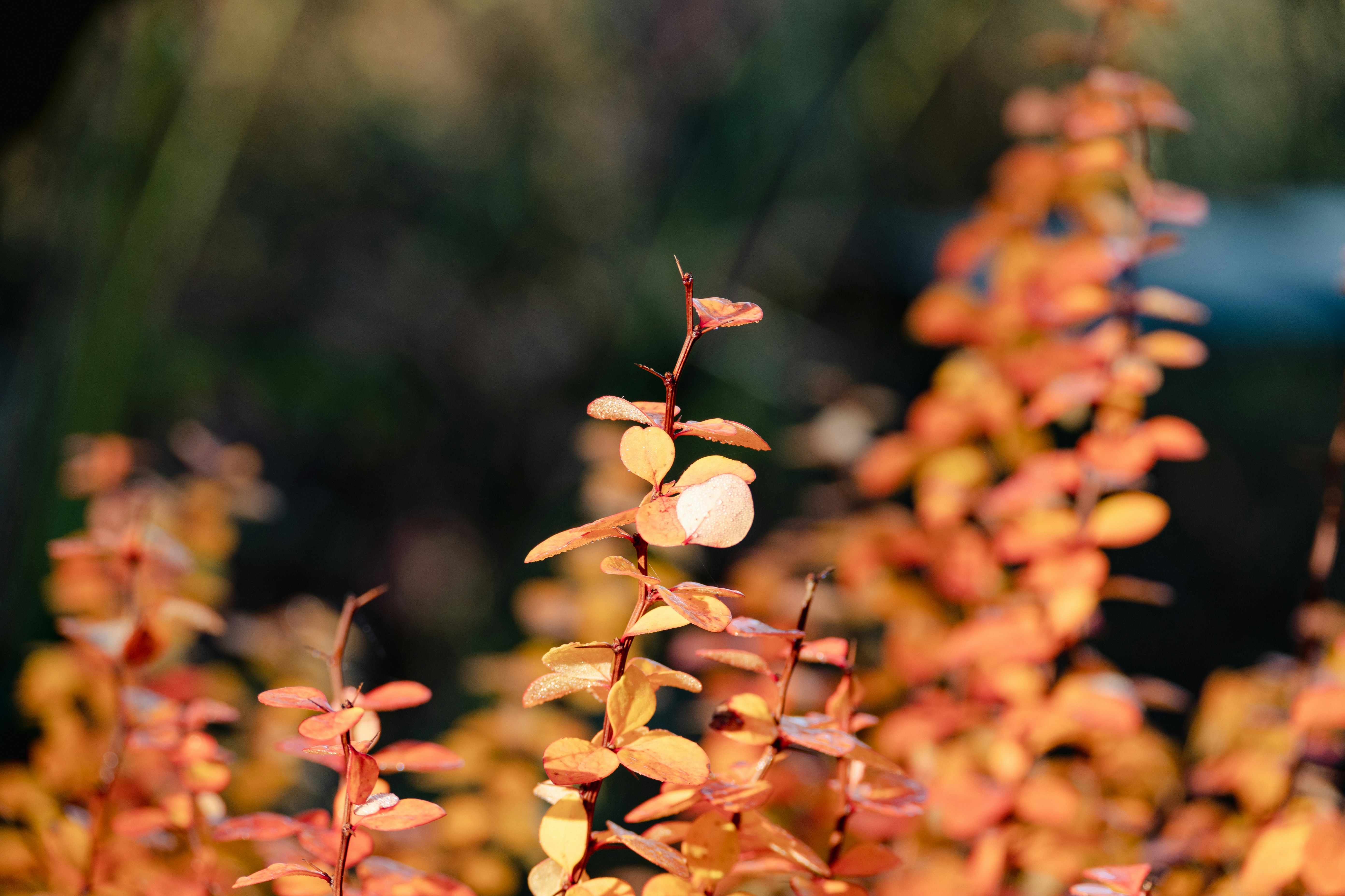 Photo by fleeting_glow