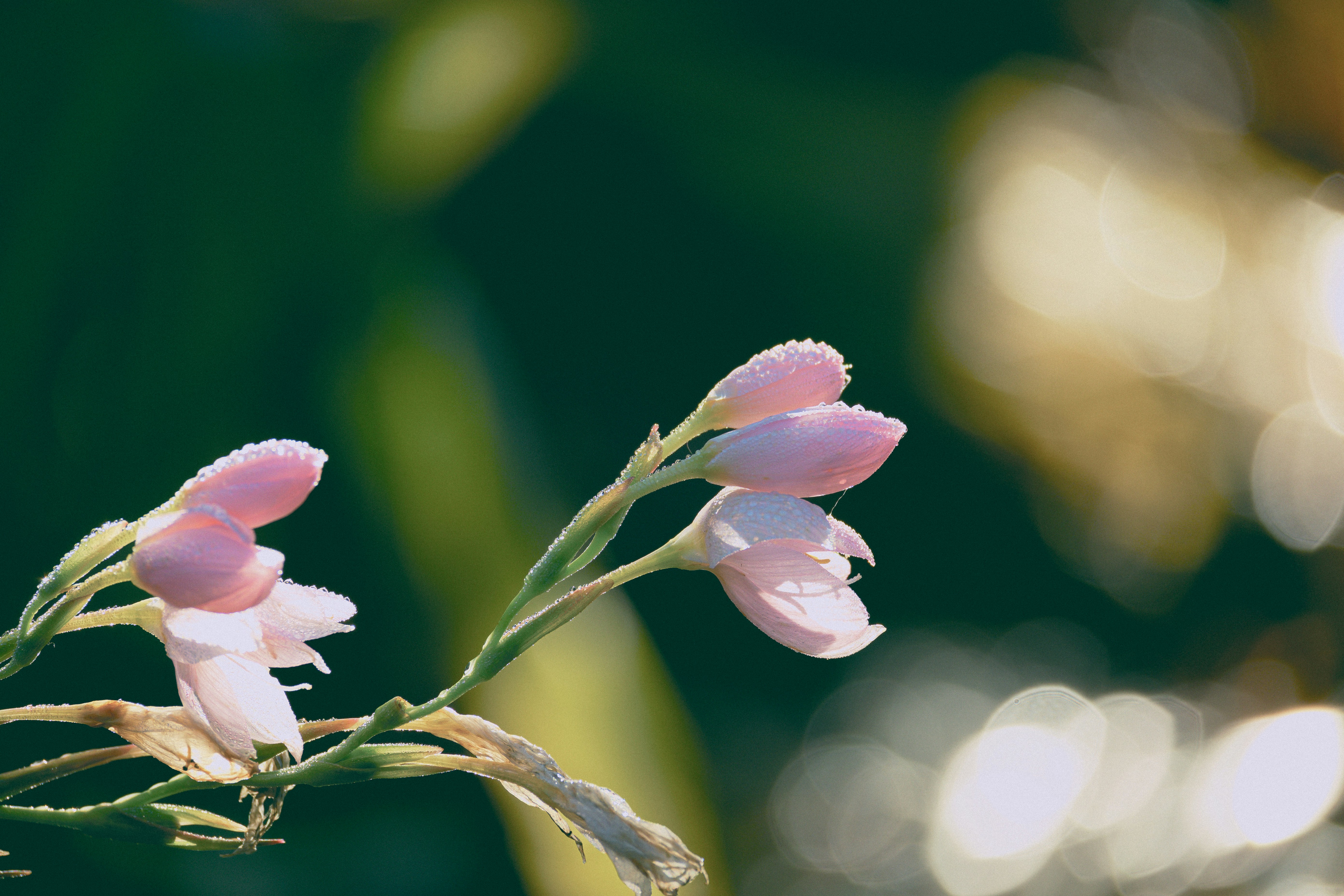 Photo by fleeting_glow