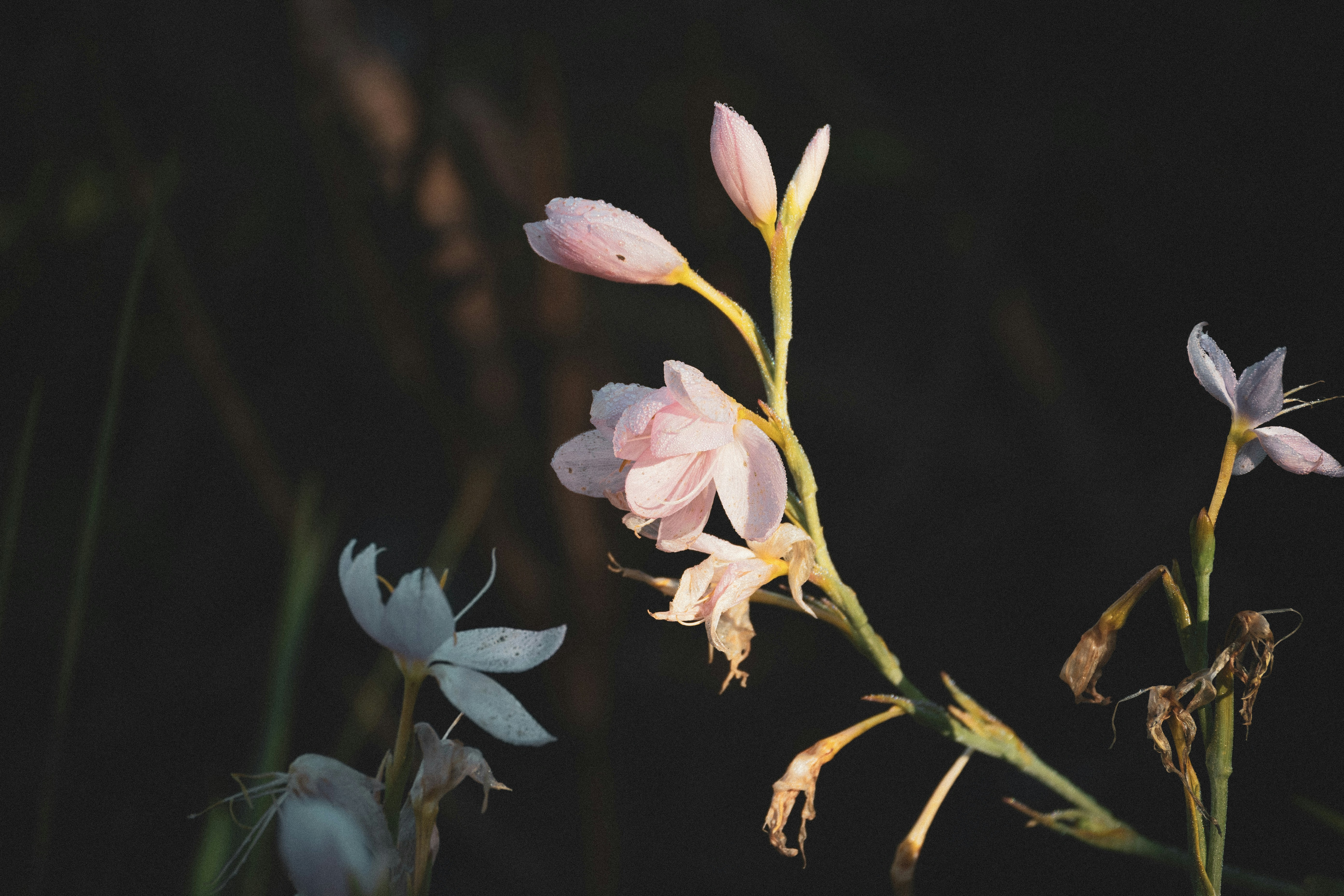 Photo by fleeting_glow