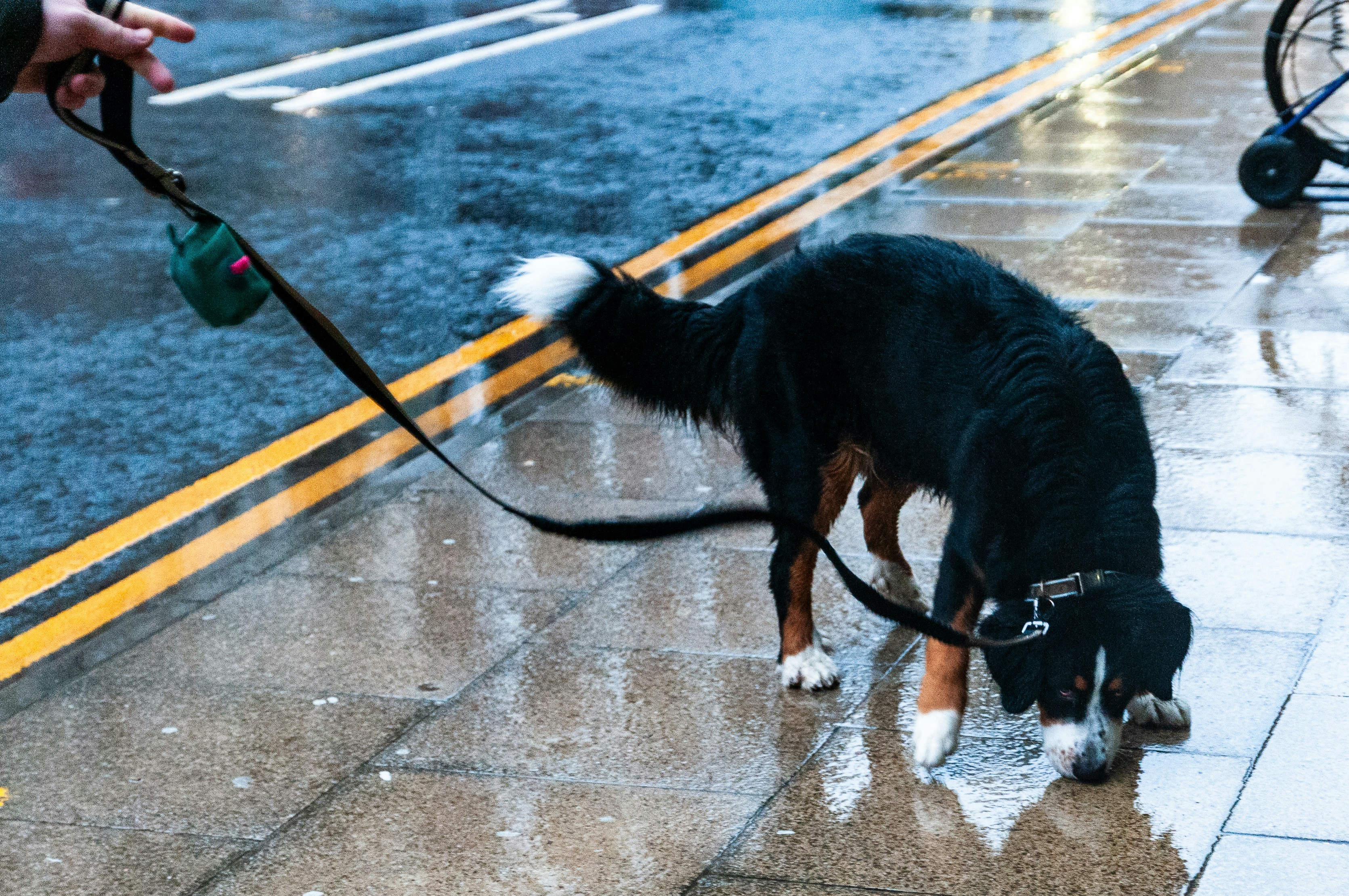 Calm dog with owner during storm