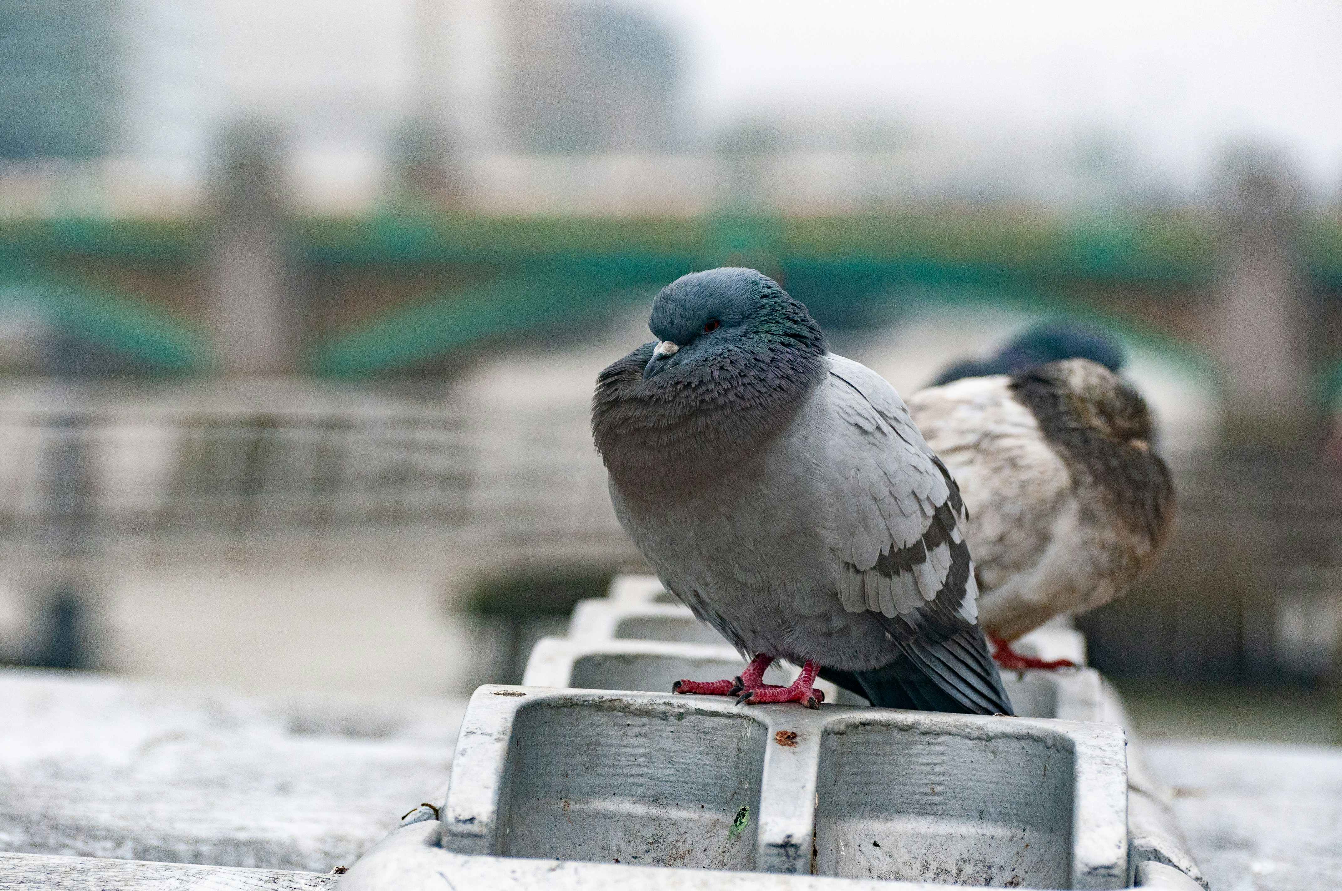 Pigeons in Modern Search and Rescue (image credits: unsplash)