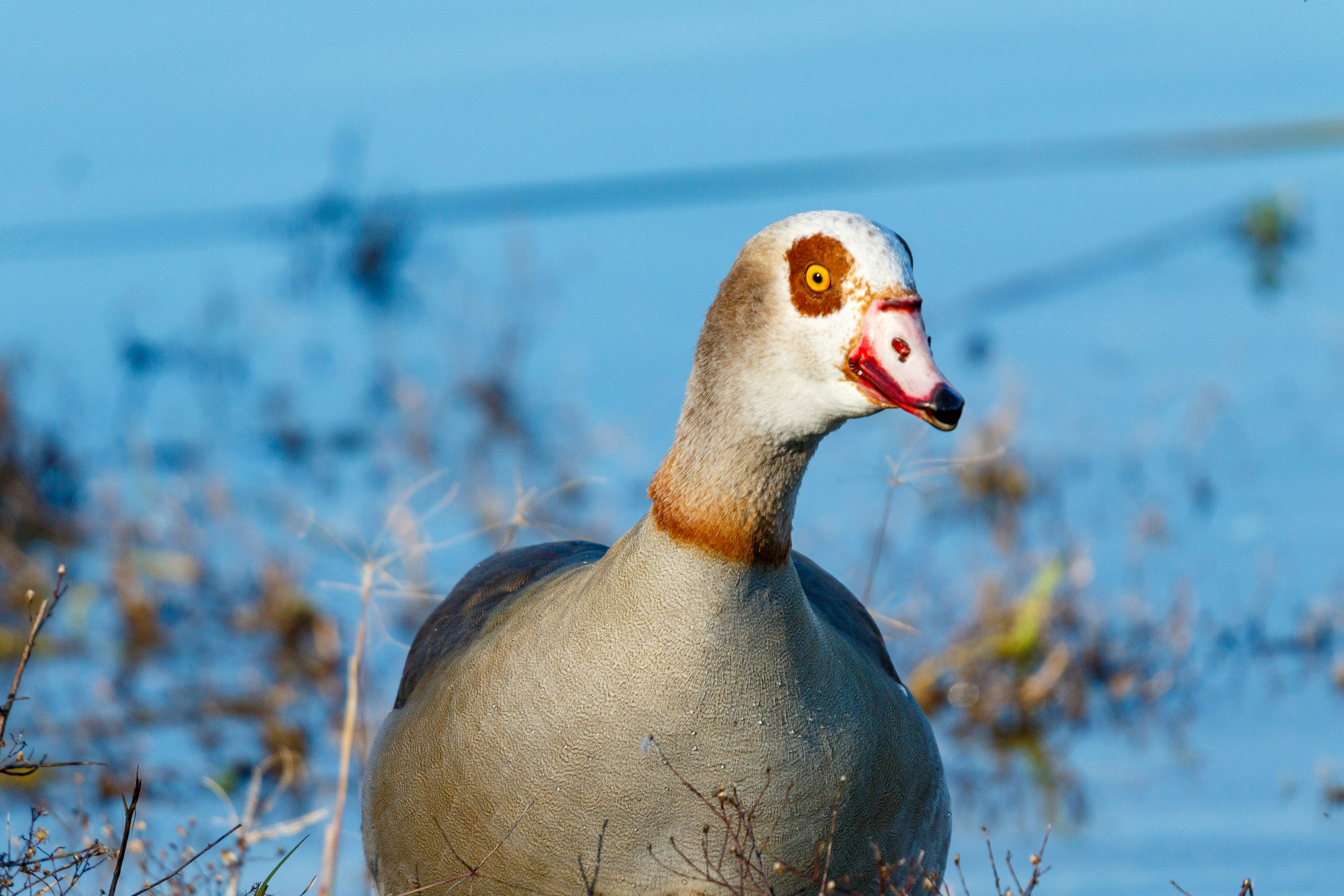 Photo by thirdcoastdad