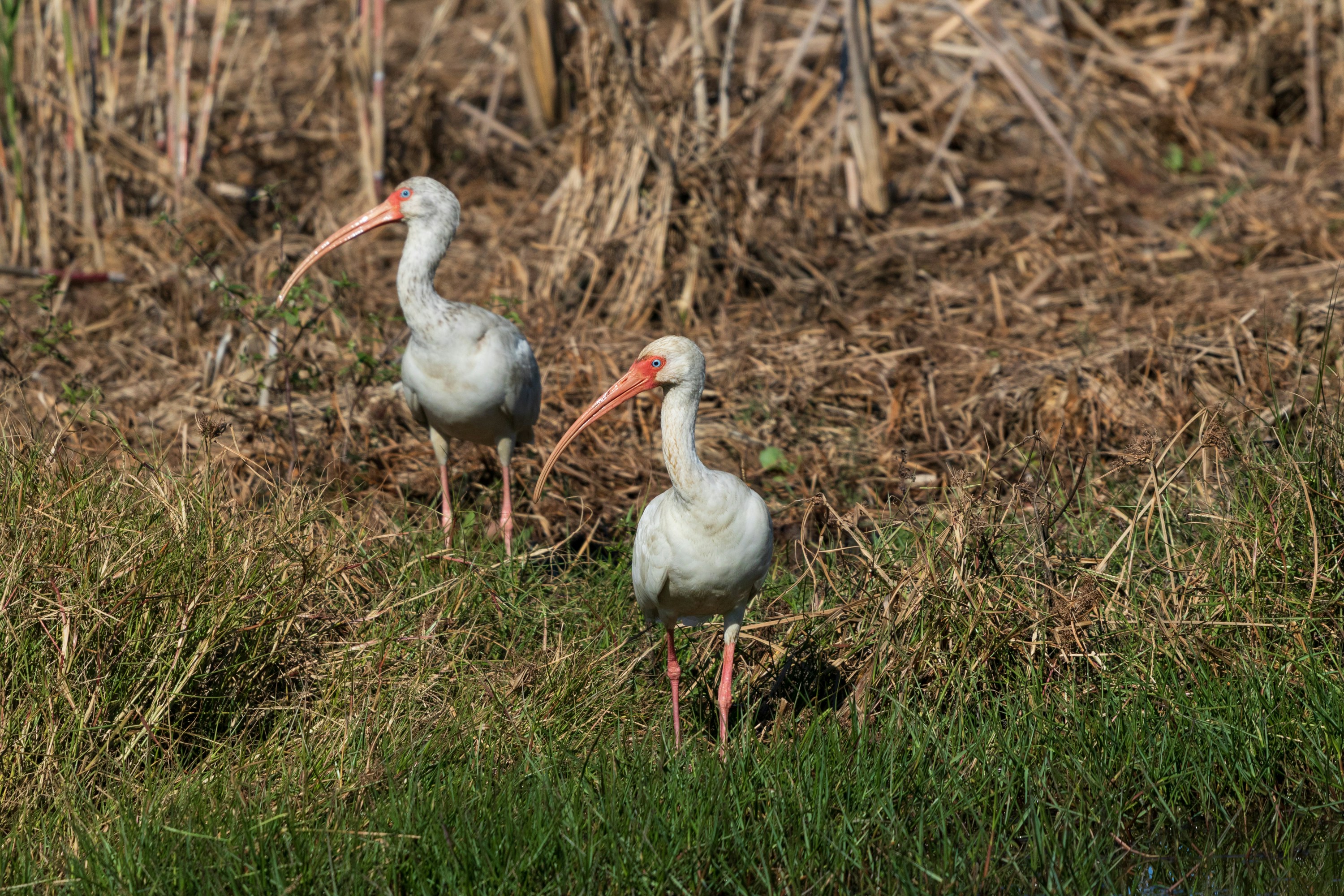 Photo by thirdcoastdad