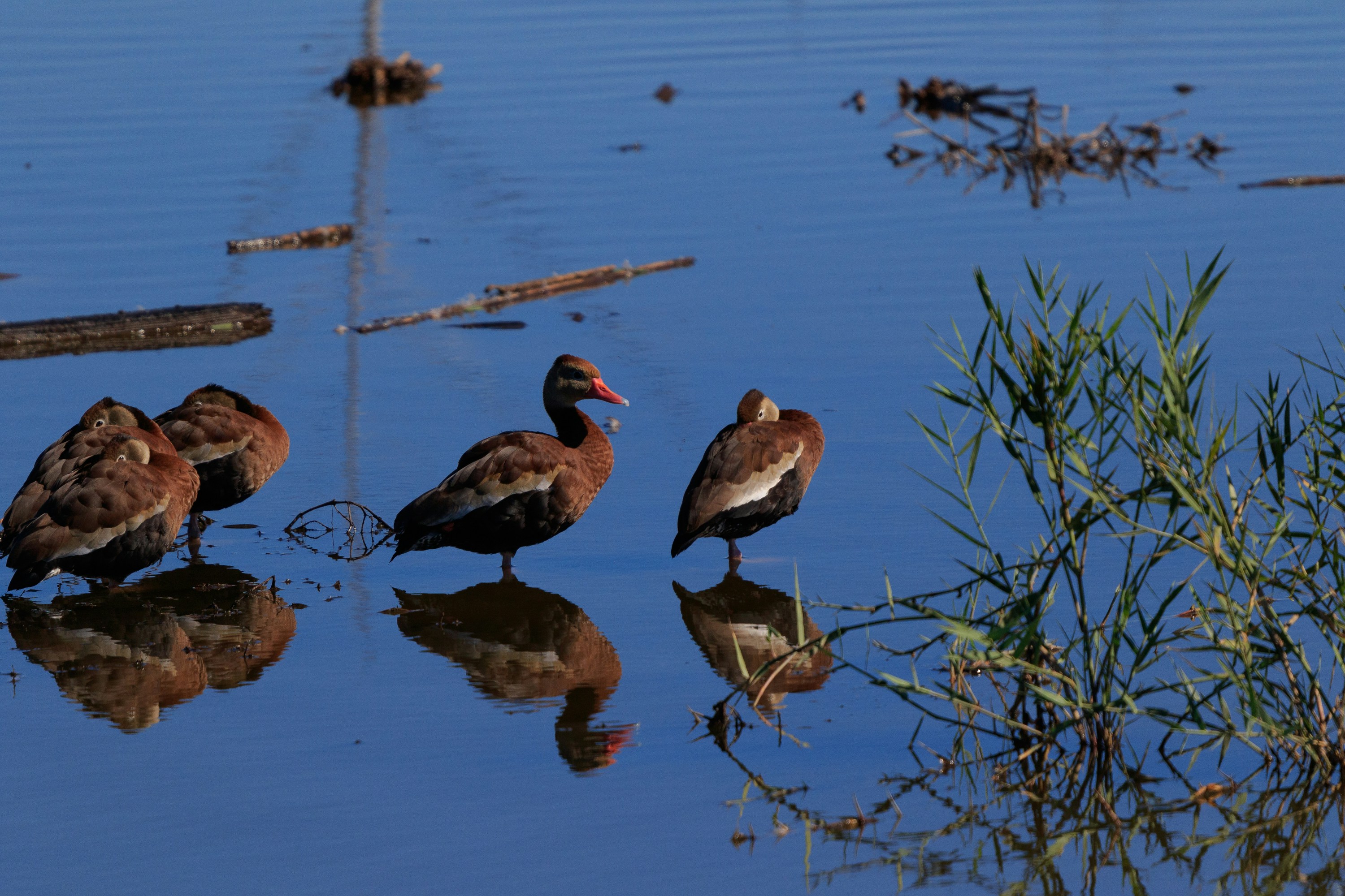 Photo by thirdcoastdad