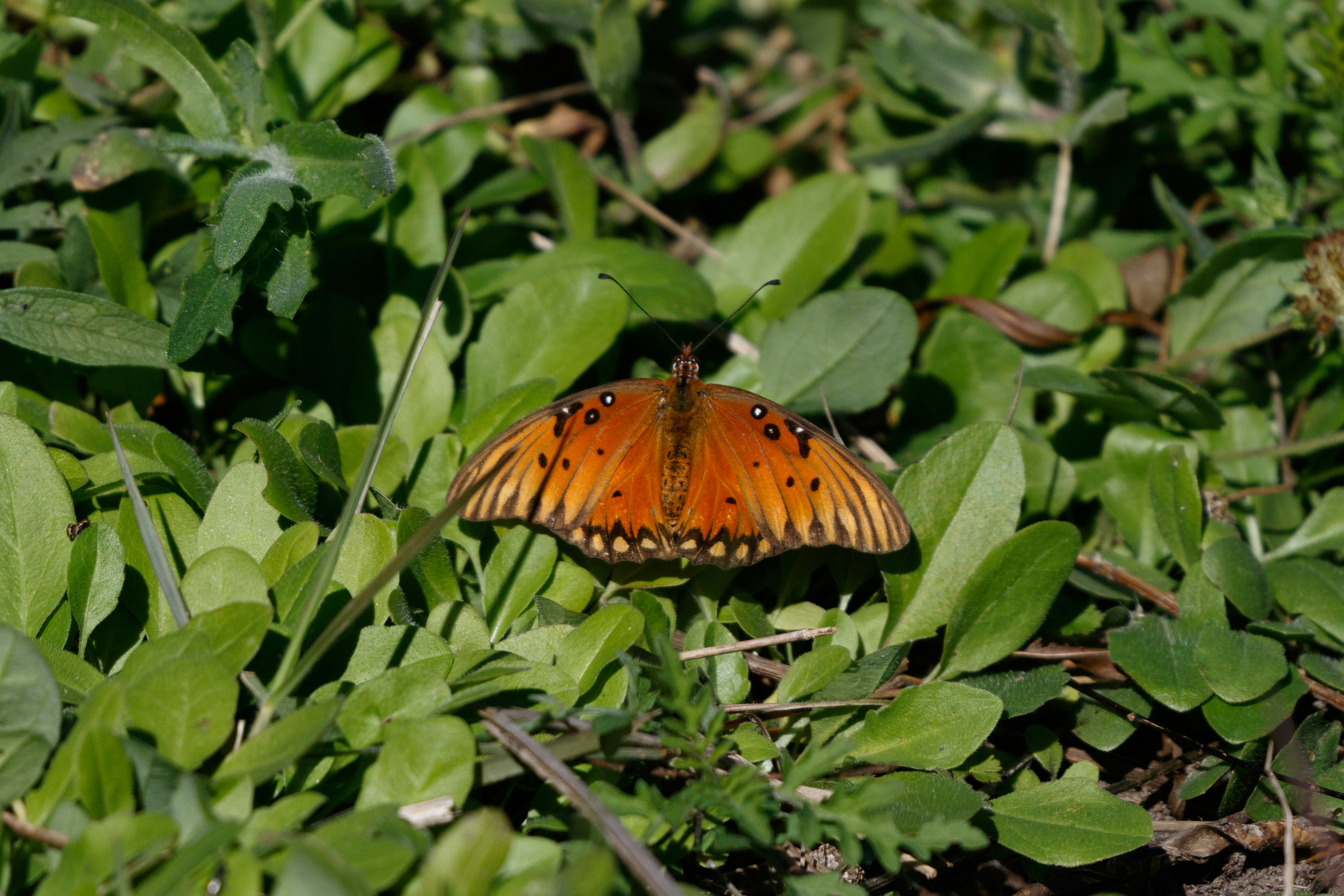 Photo by thirdcoastdad