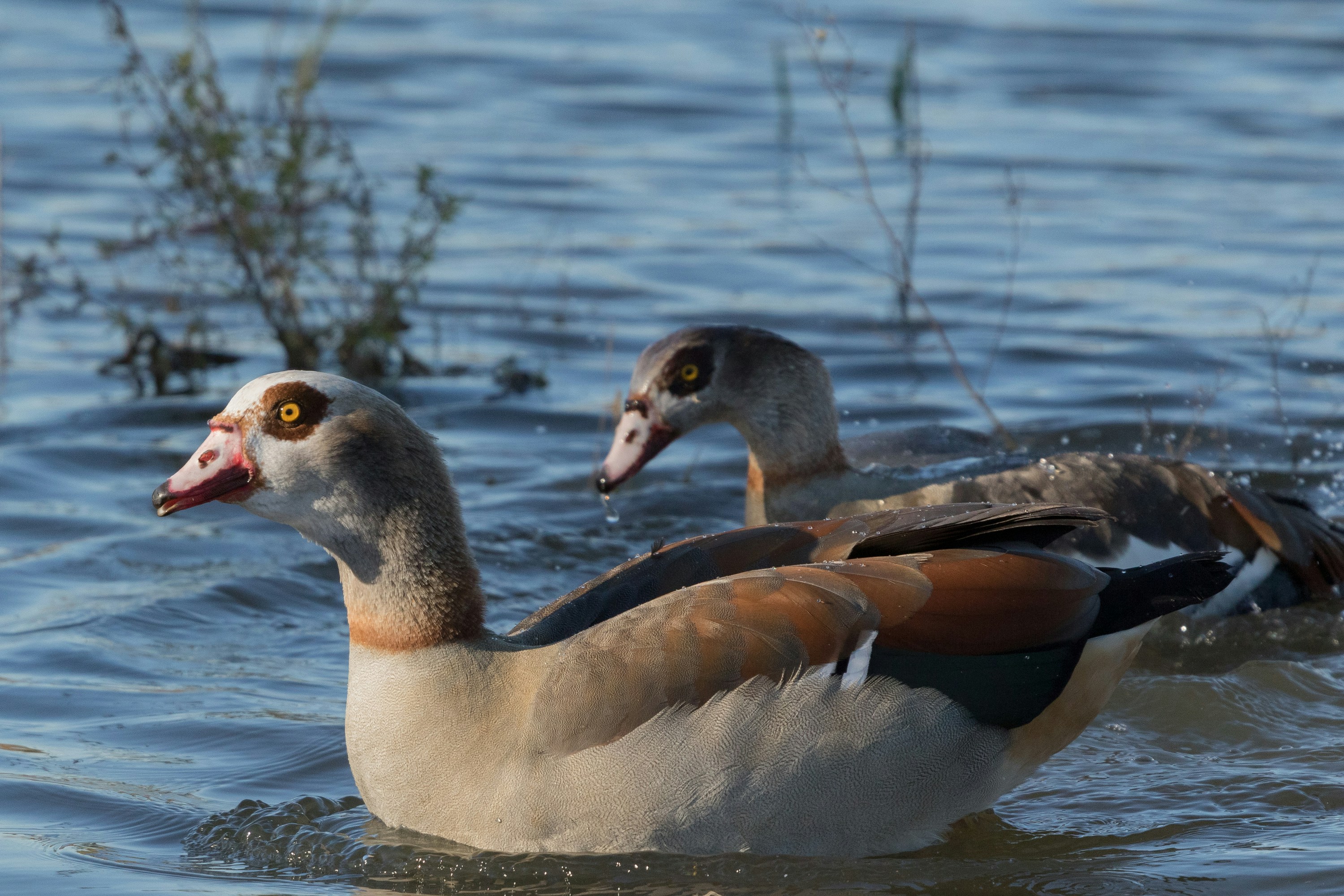 Photo by thirdcoastdad