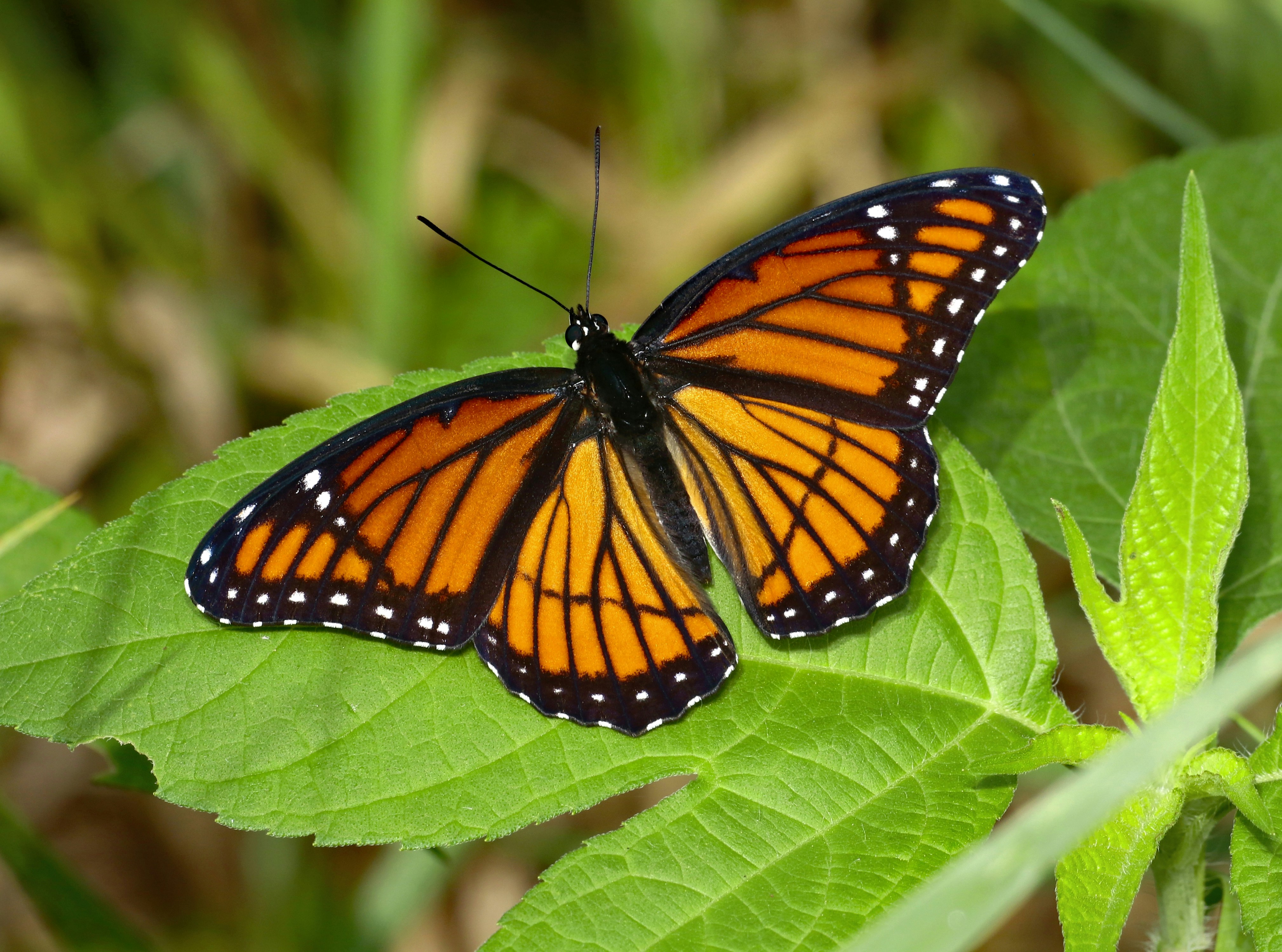 Photo by telliottmbamsc