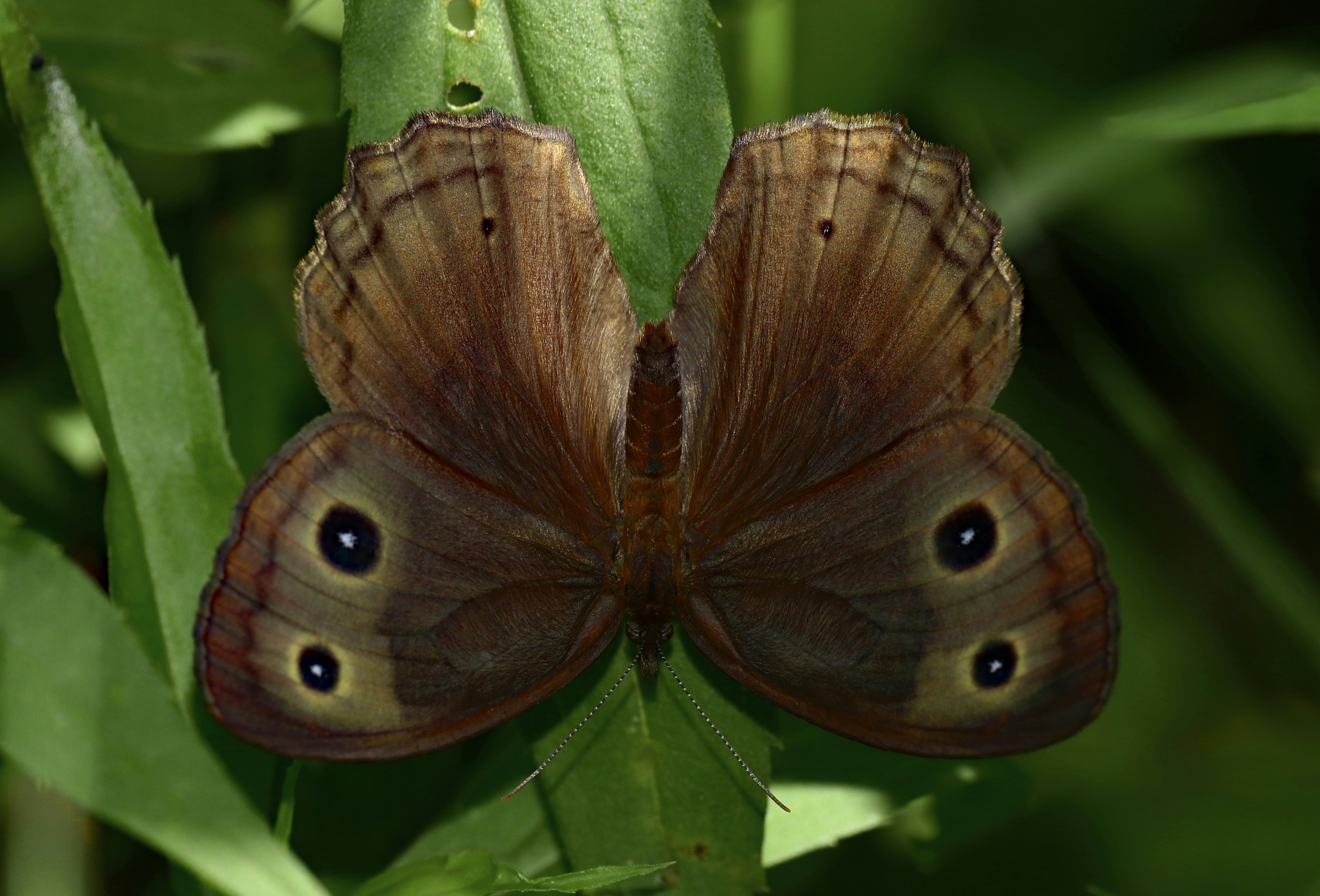 Photo by telliottmbamsc