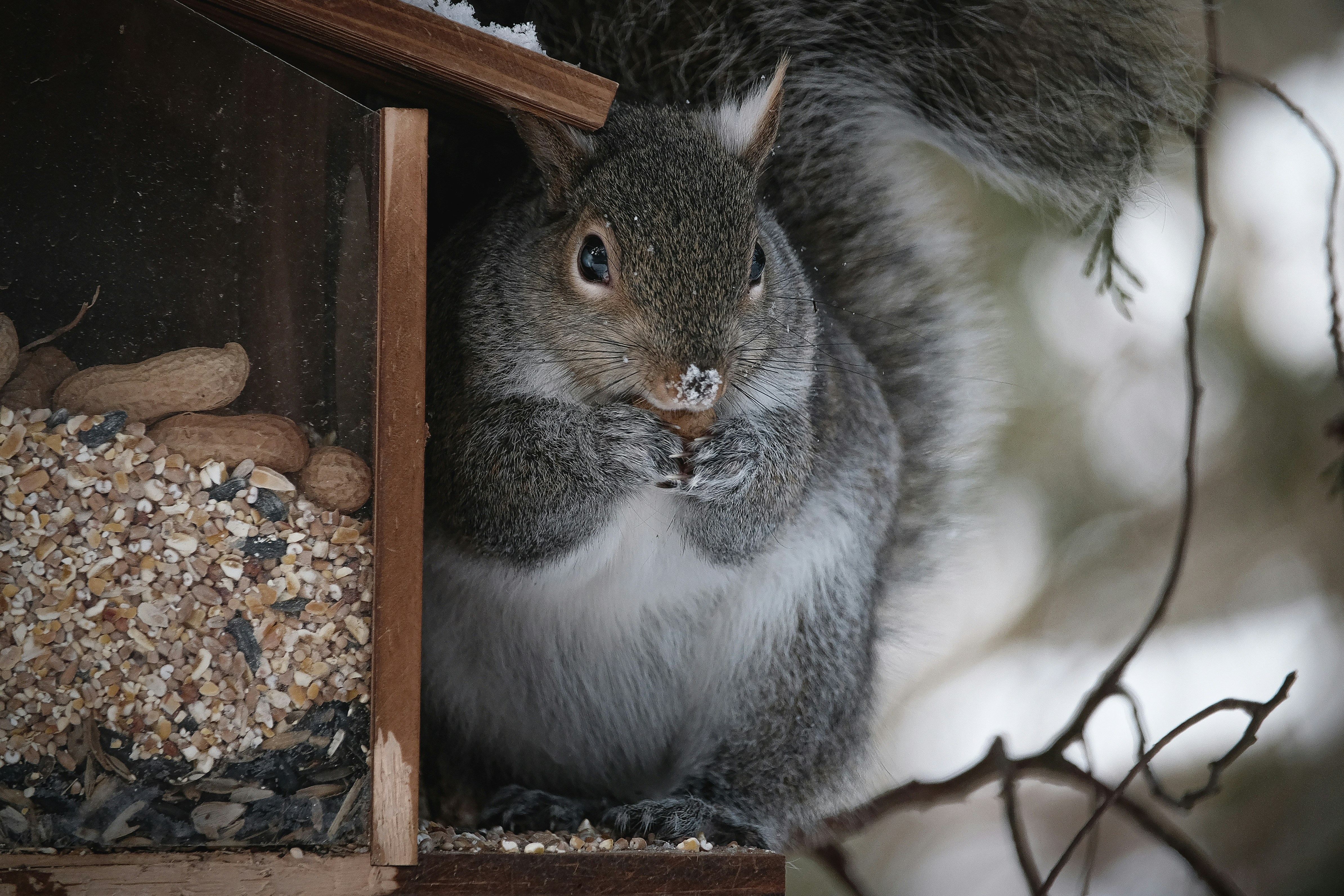 Squirrel getting fat on a bird feeder