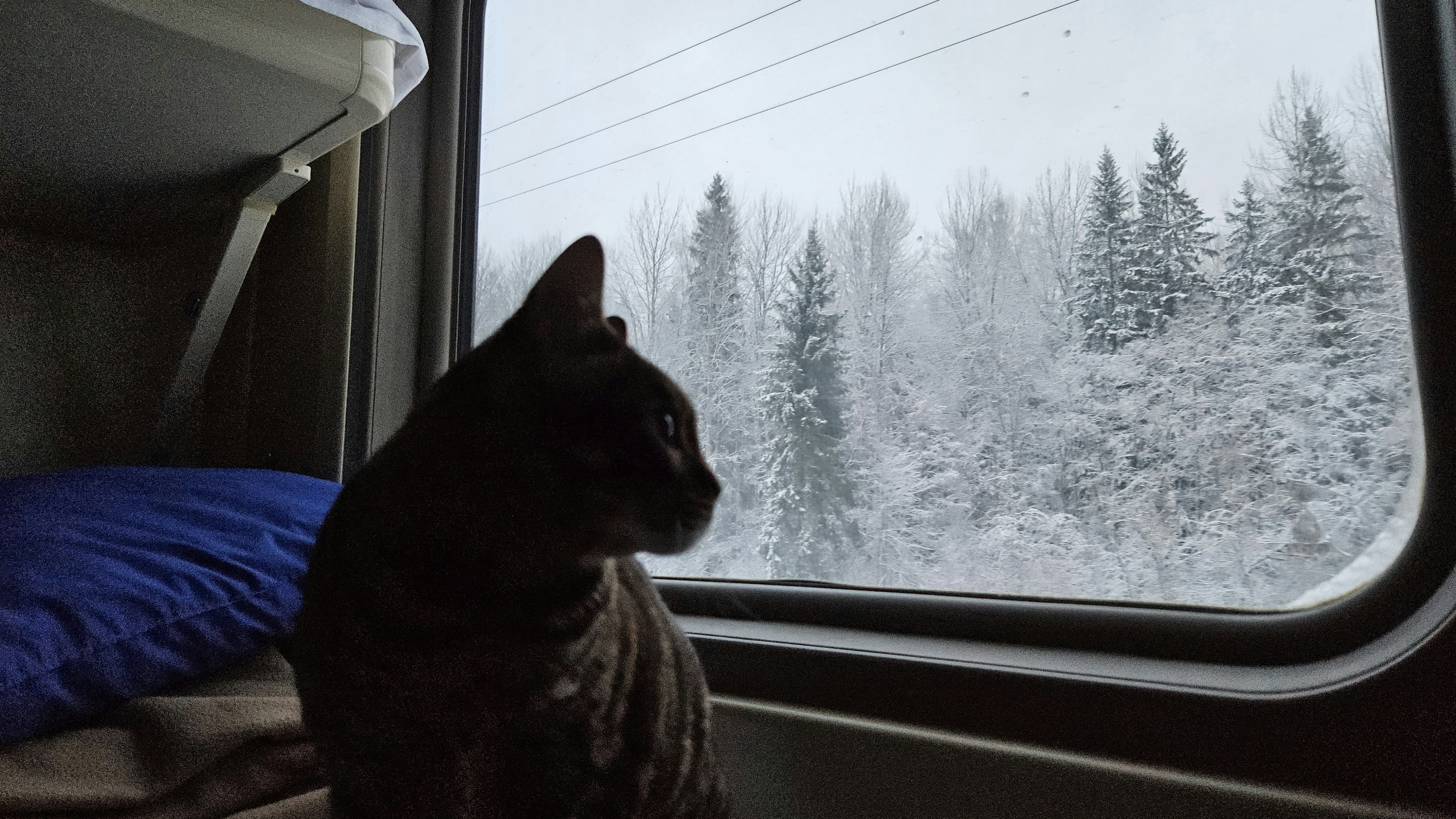 A curious cat sitting in a train looking at the landscape through the window during a trip