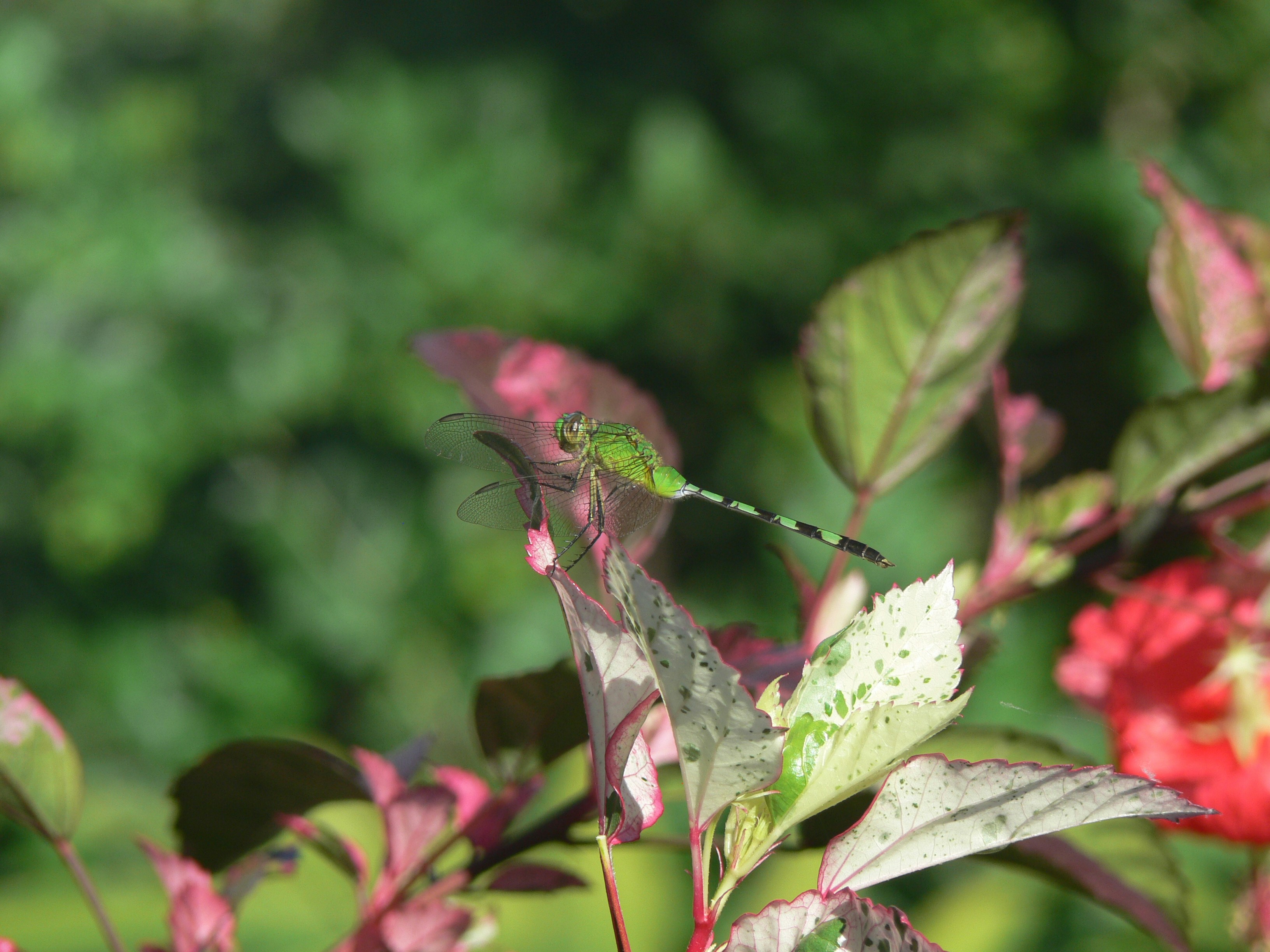 A close up of a flower with a blurry background