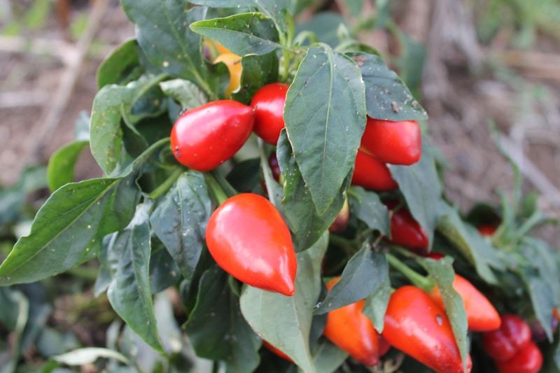 Agroecology